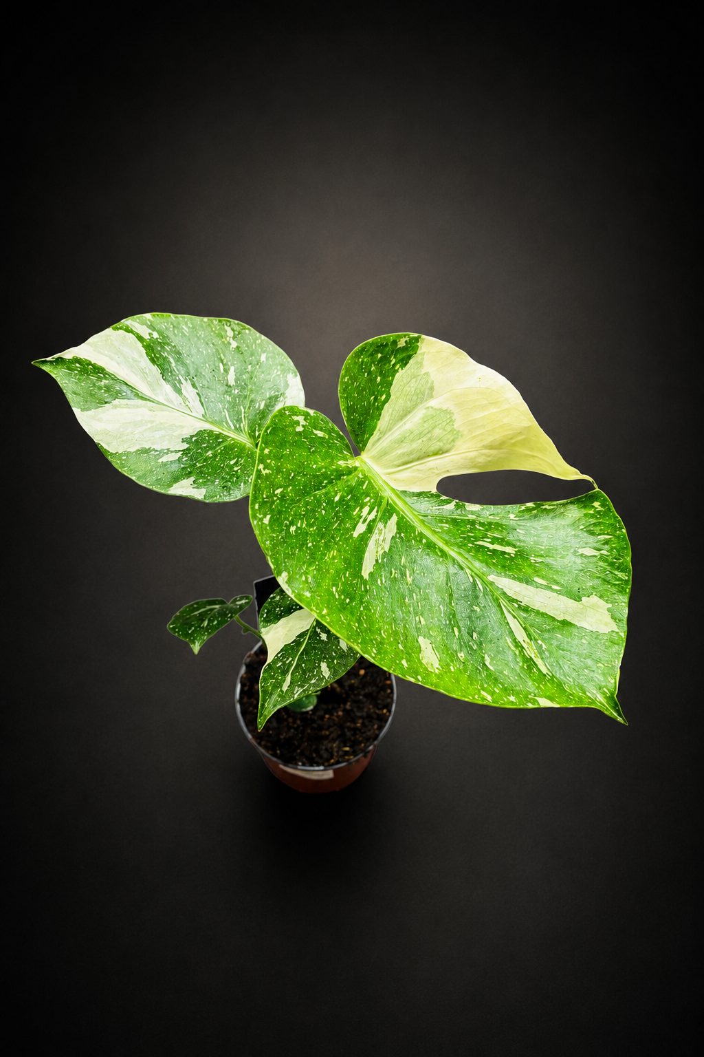 Monstera Thai Constellation - Liten