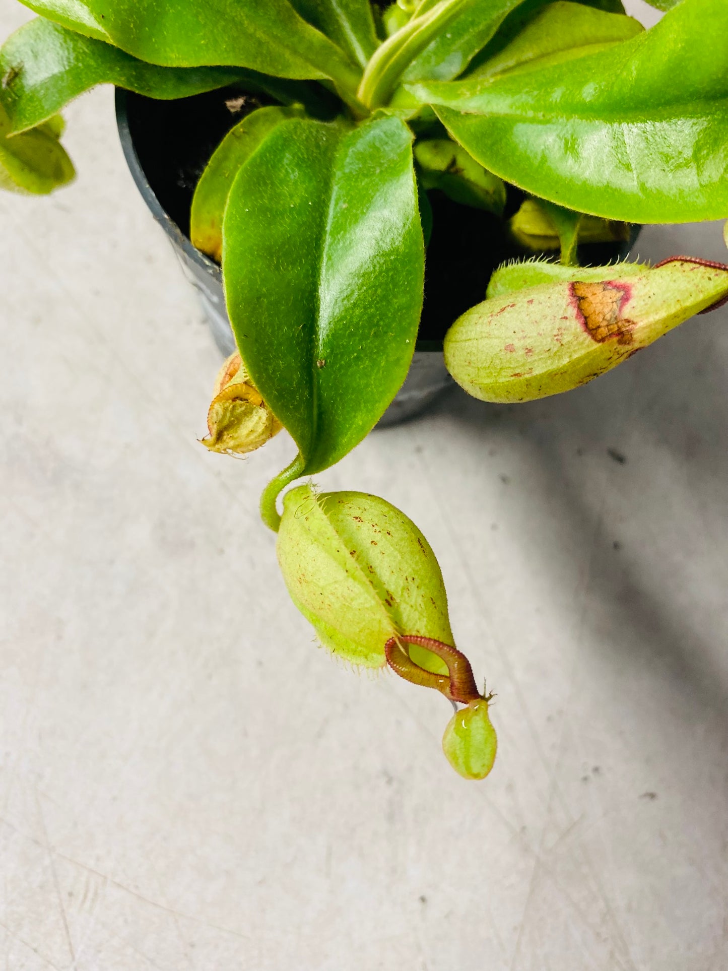 Nepenthes Ampullaria Jack