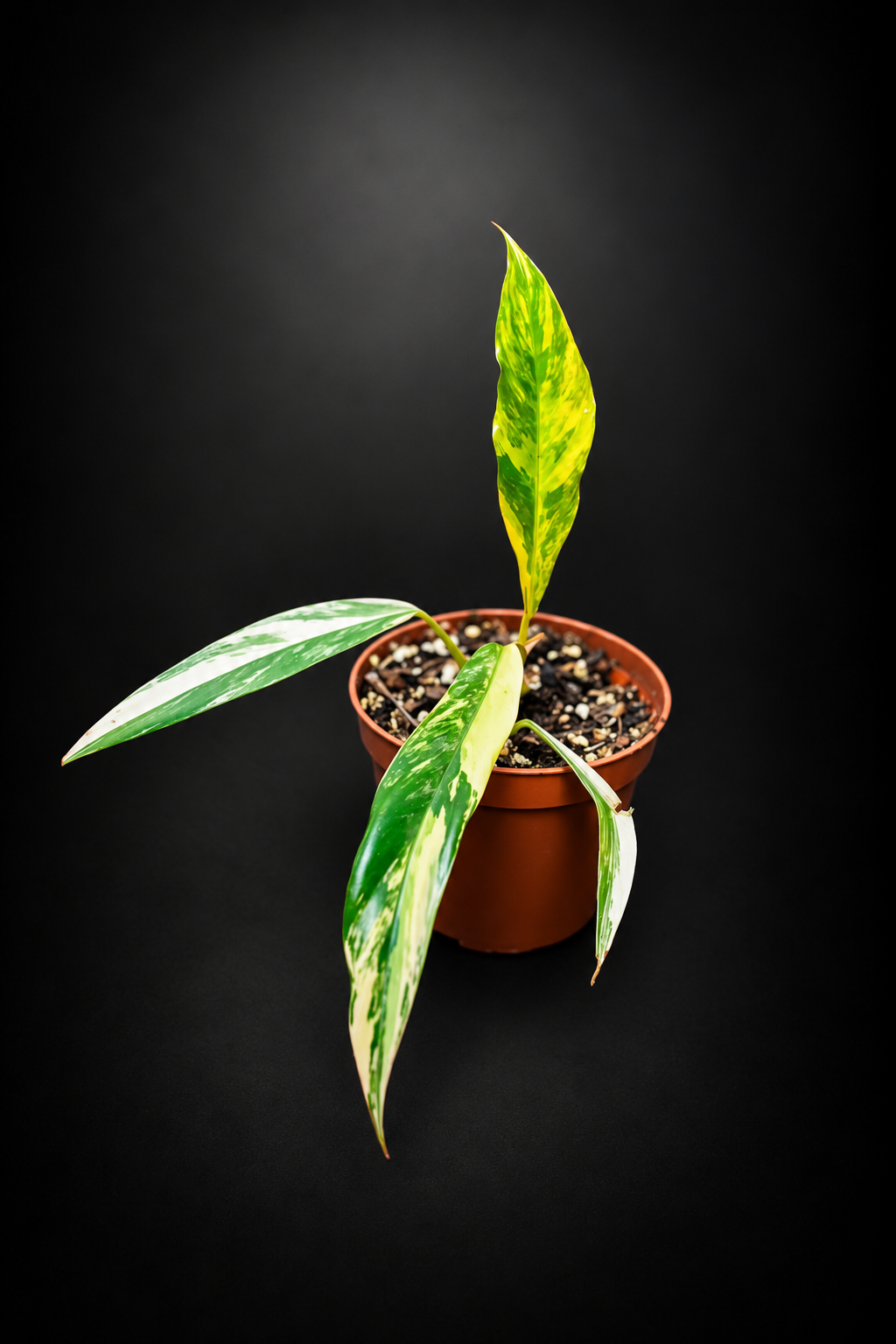 Philodendron Caramel Marble - 2