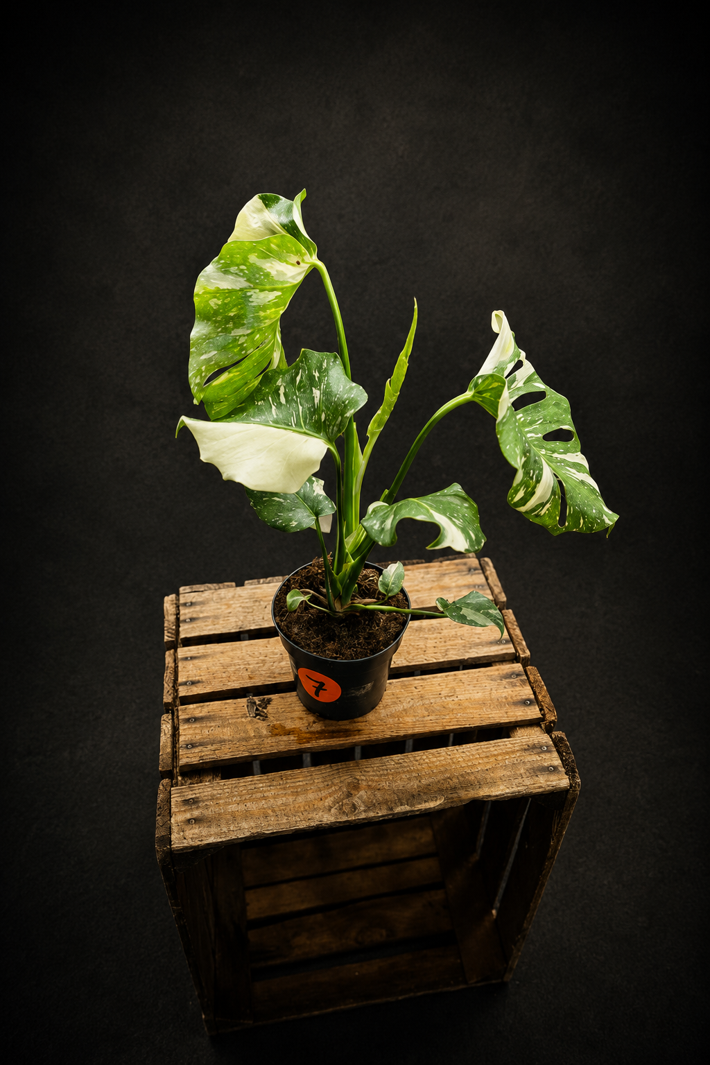 Monstera Thai Constellation - 7