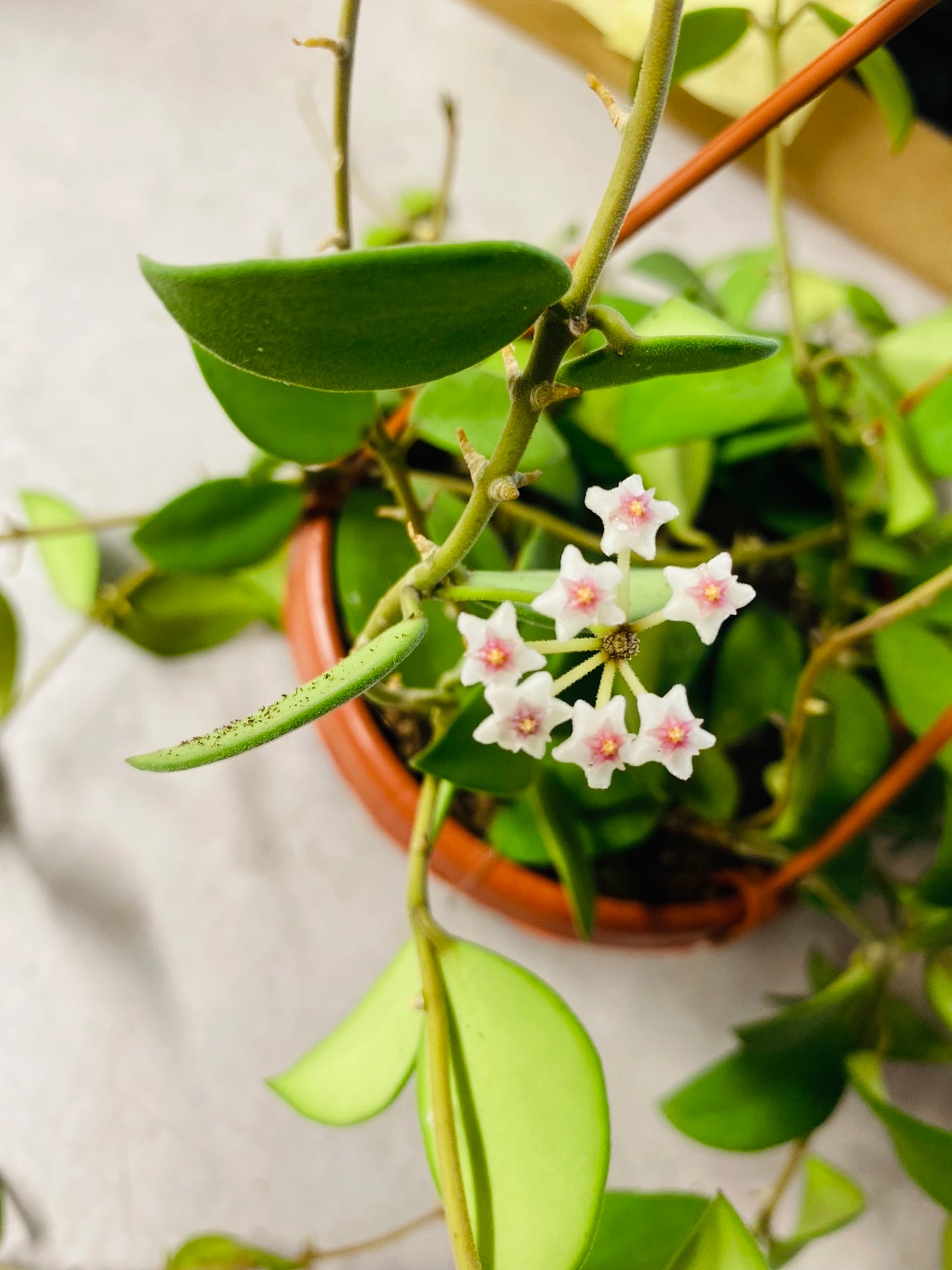 Hoya Nummularioides