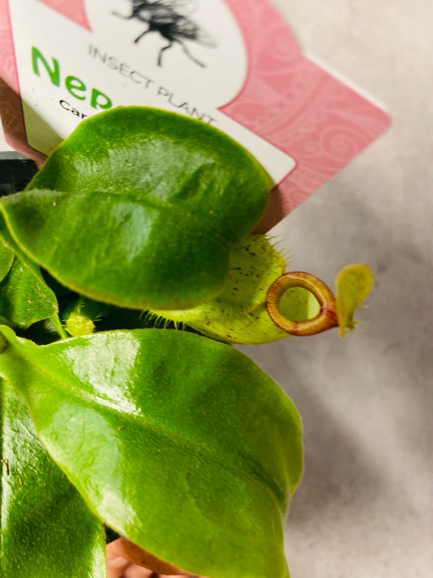 Nepenthes Ampullaria Jack