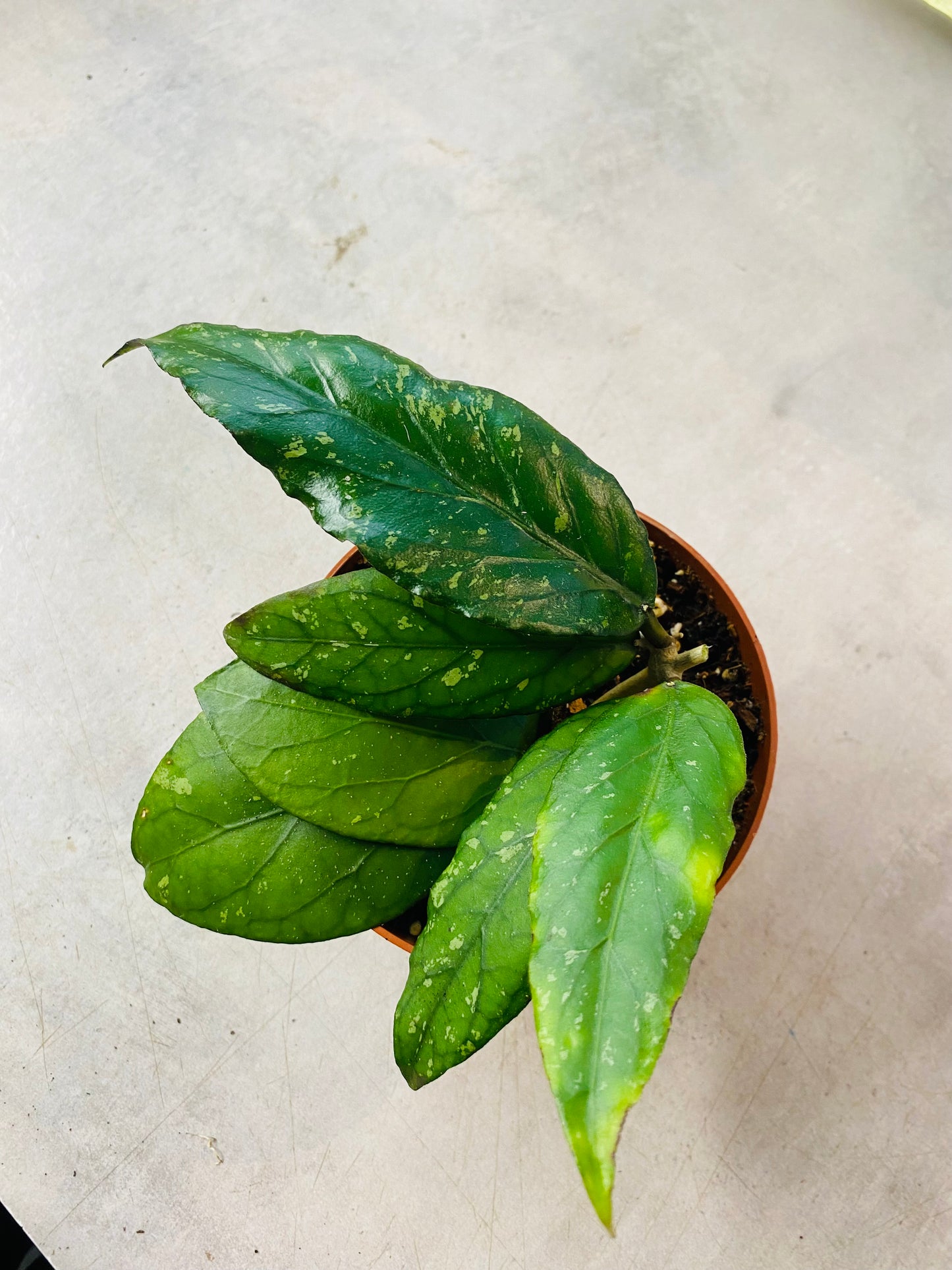 Hoya sp. Gayo