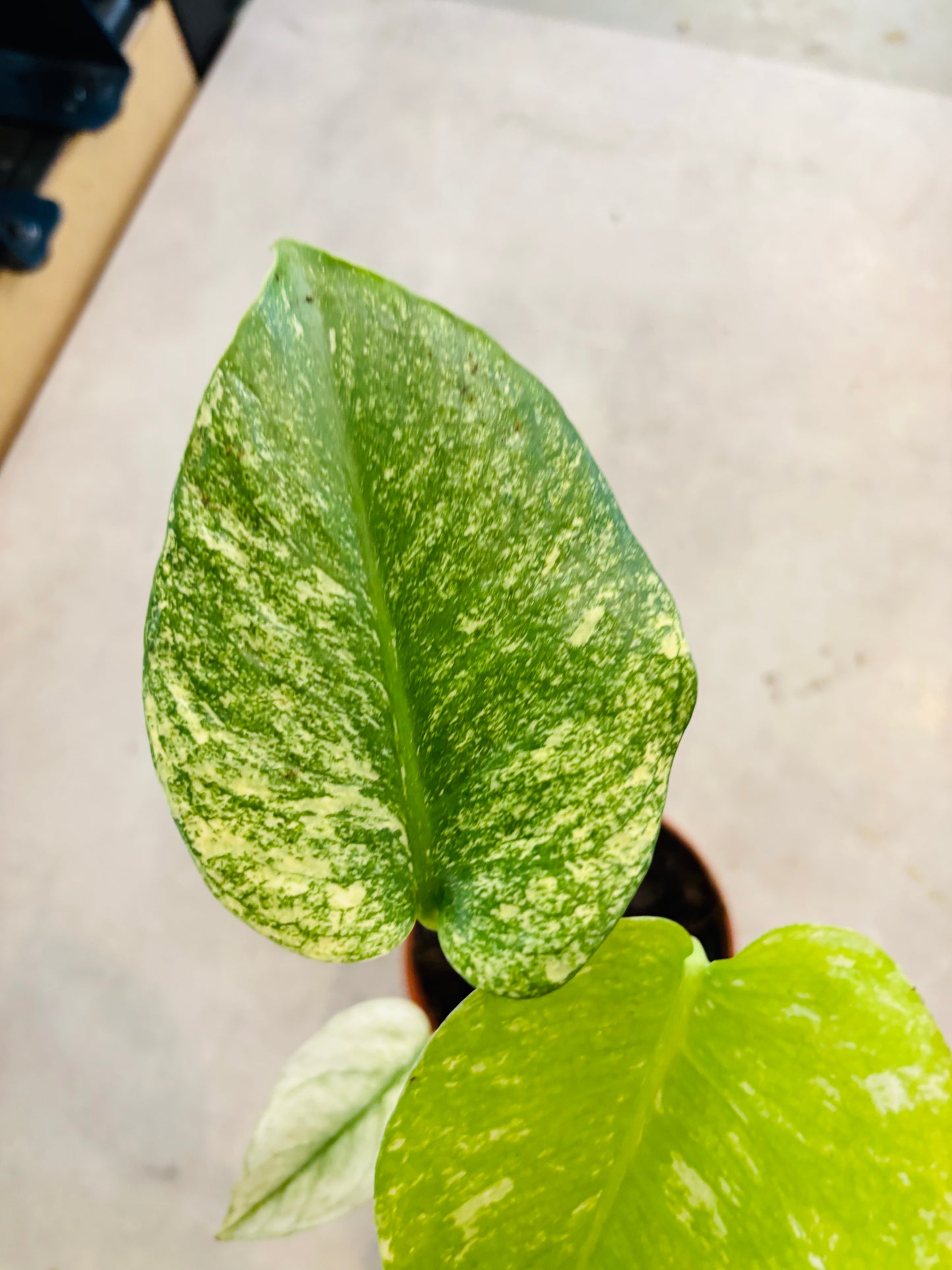 Monstera Mint - 5