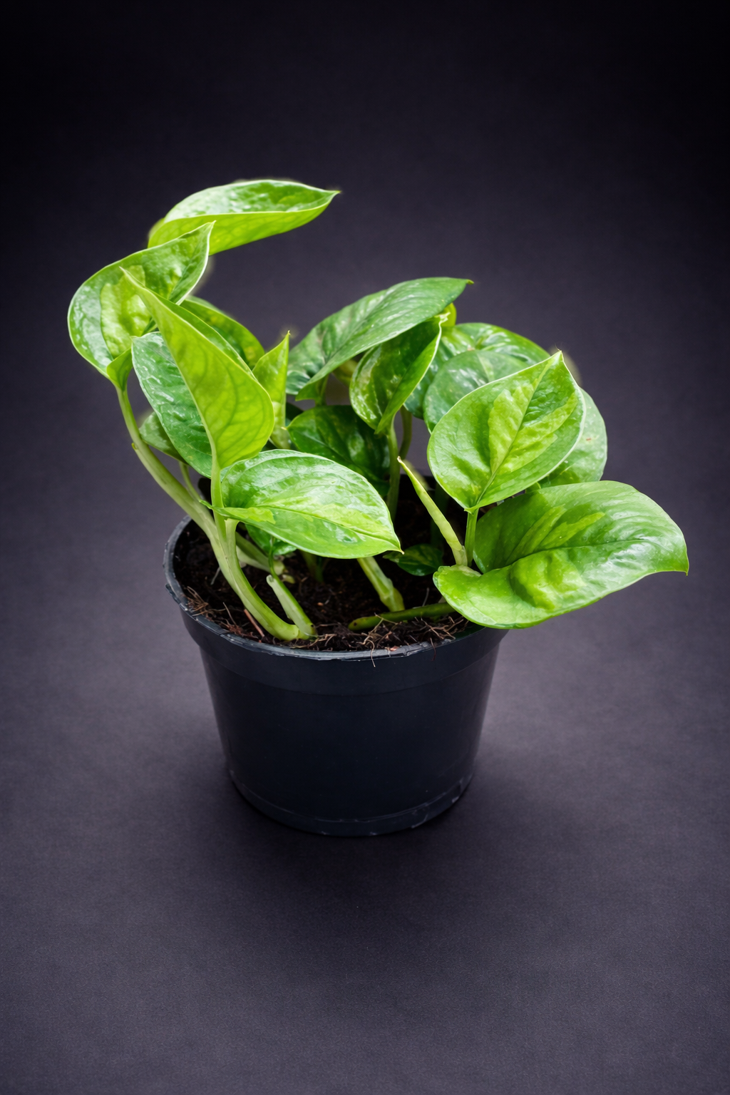 Epipremnum Global Green