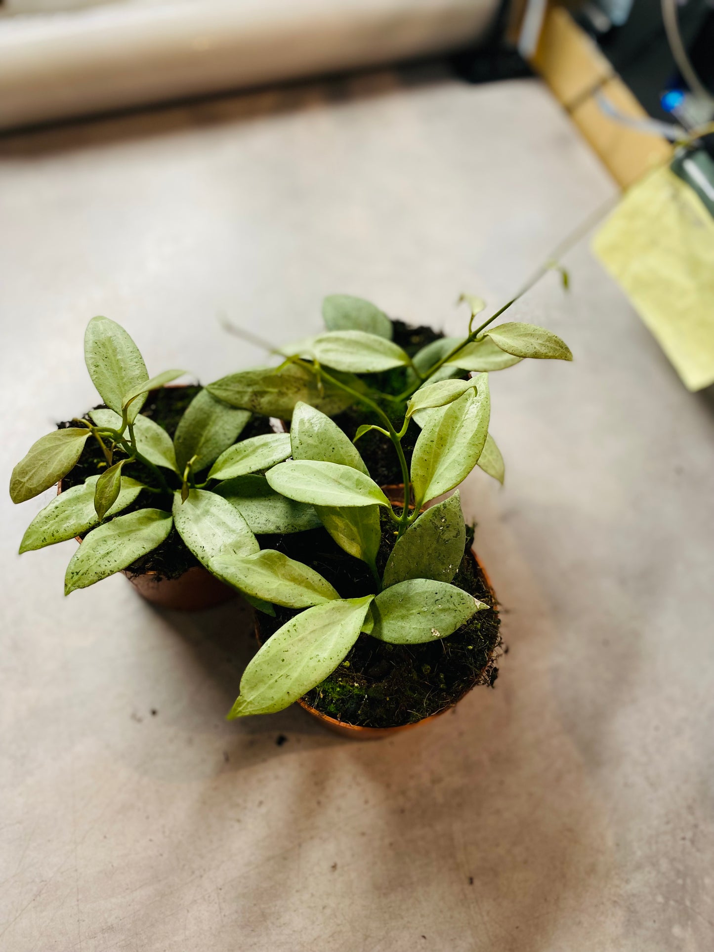 Hoya New Guinea Ghost
