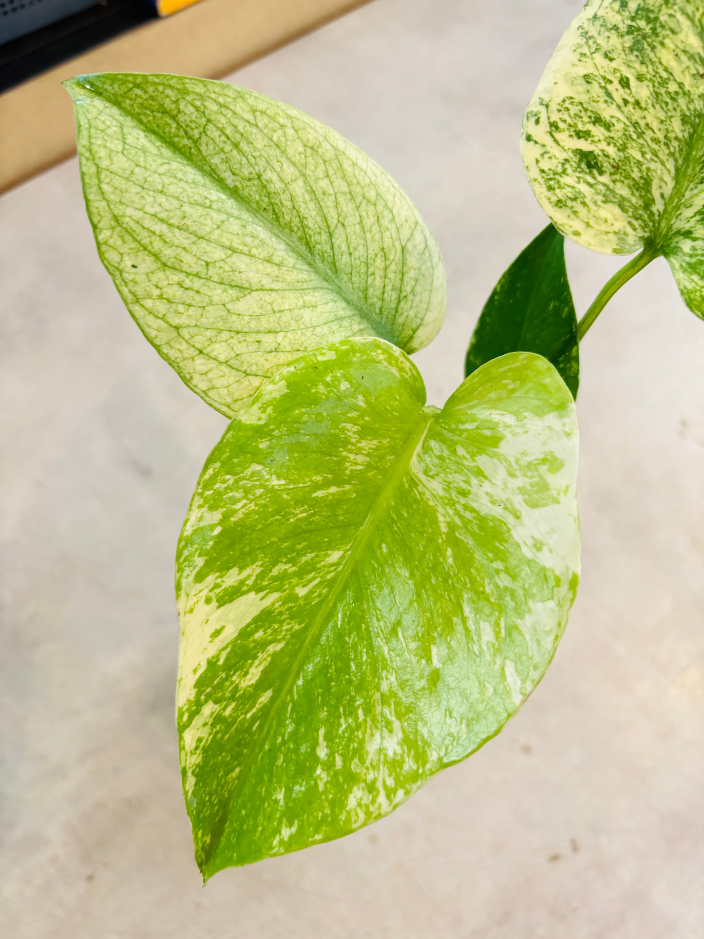 Monstera Mint - 3