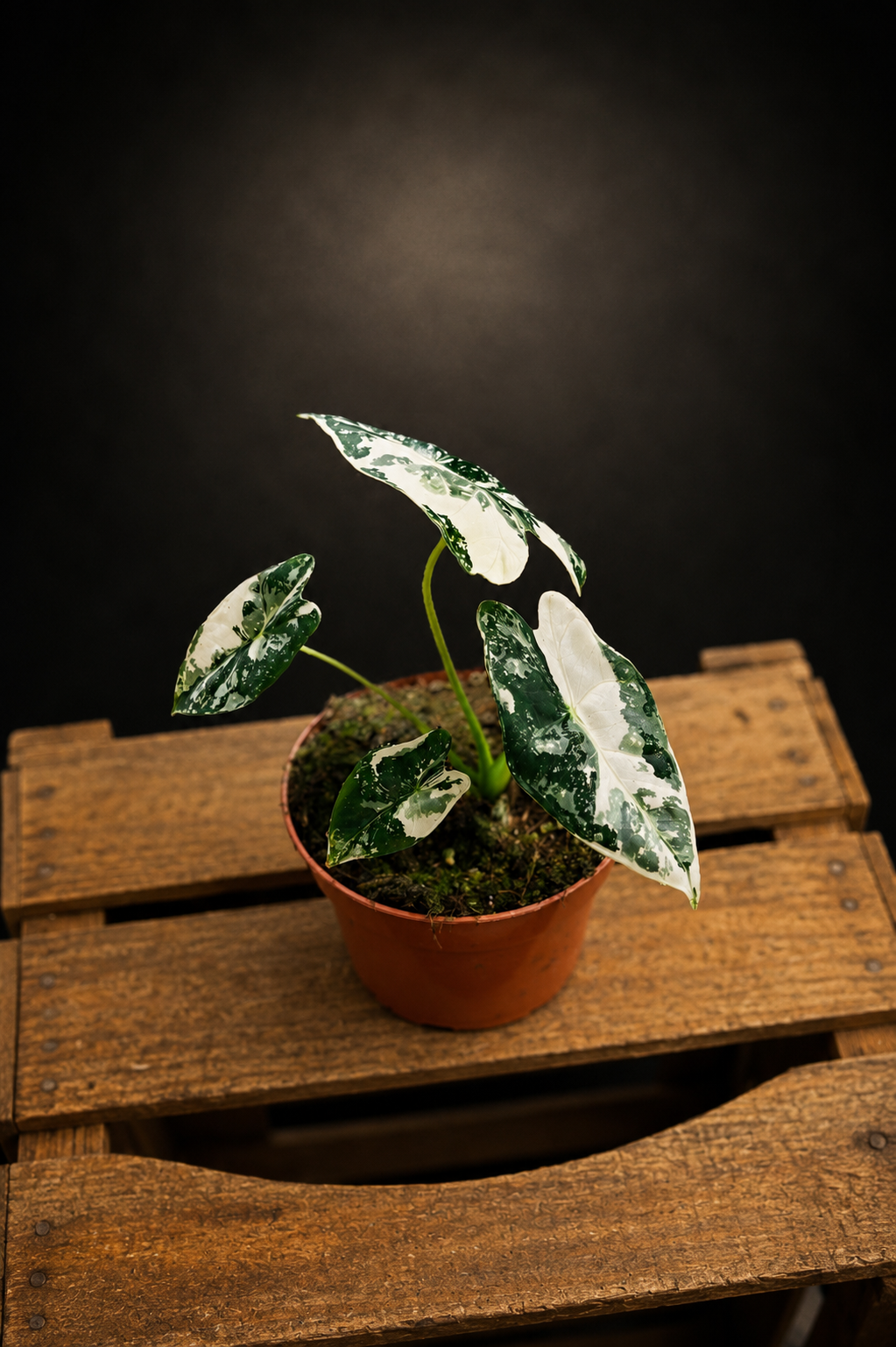 Alocasia Micholitziana "Green Velvet" Variegata - Frydek Variegata