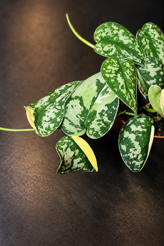 Scindapsus Mayari Variegata - 3