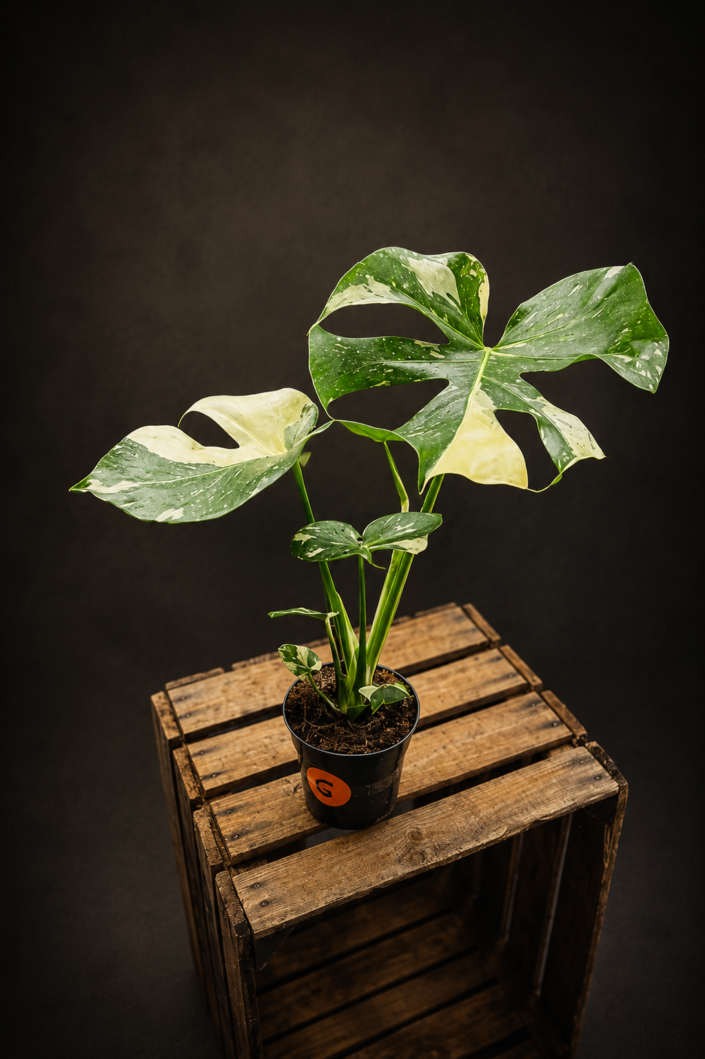 Monstera Thai Constellation - 6