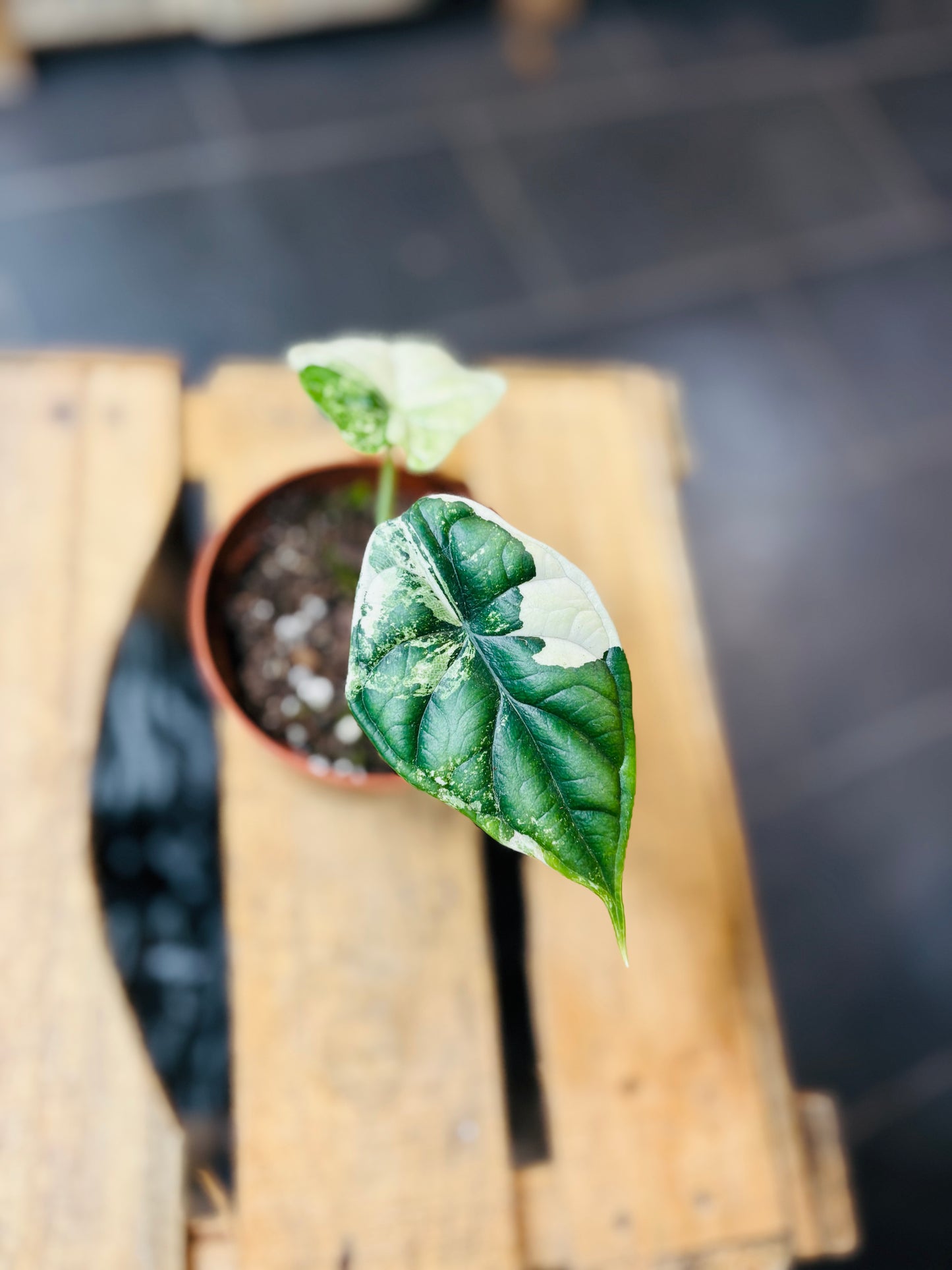 Alocasia Dragon Scale Albo Variegata - 2