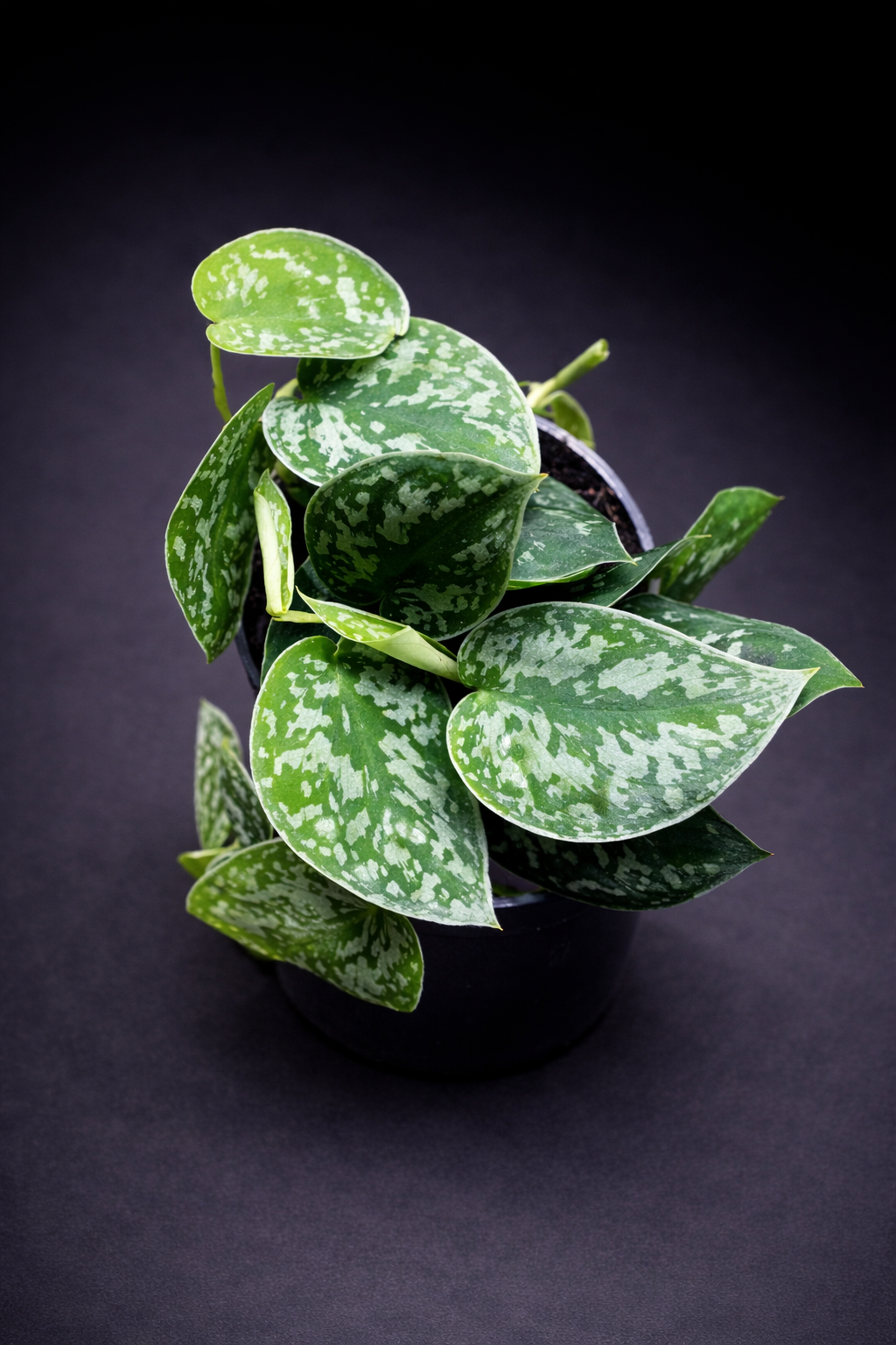 Scindapsus Pictus Argyraeus