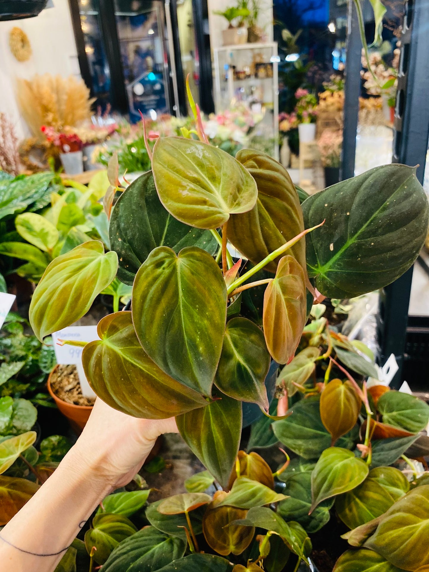 Philodendron Micans