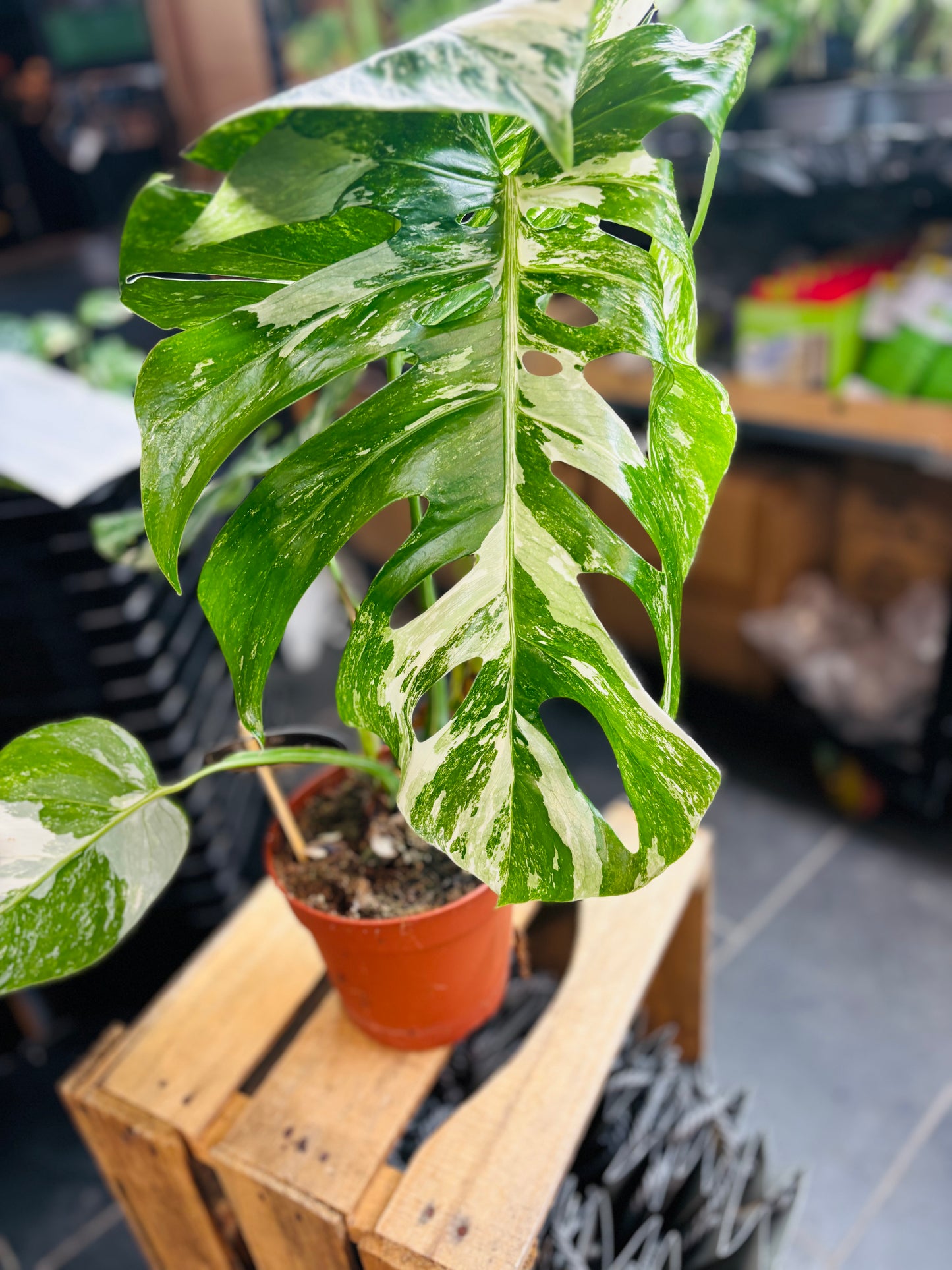 Monstera Variegata - Mye - 4
