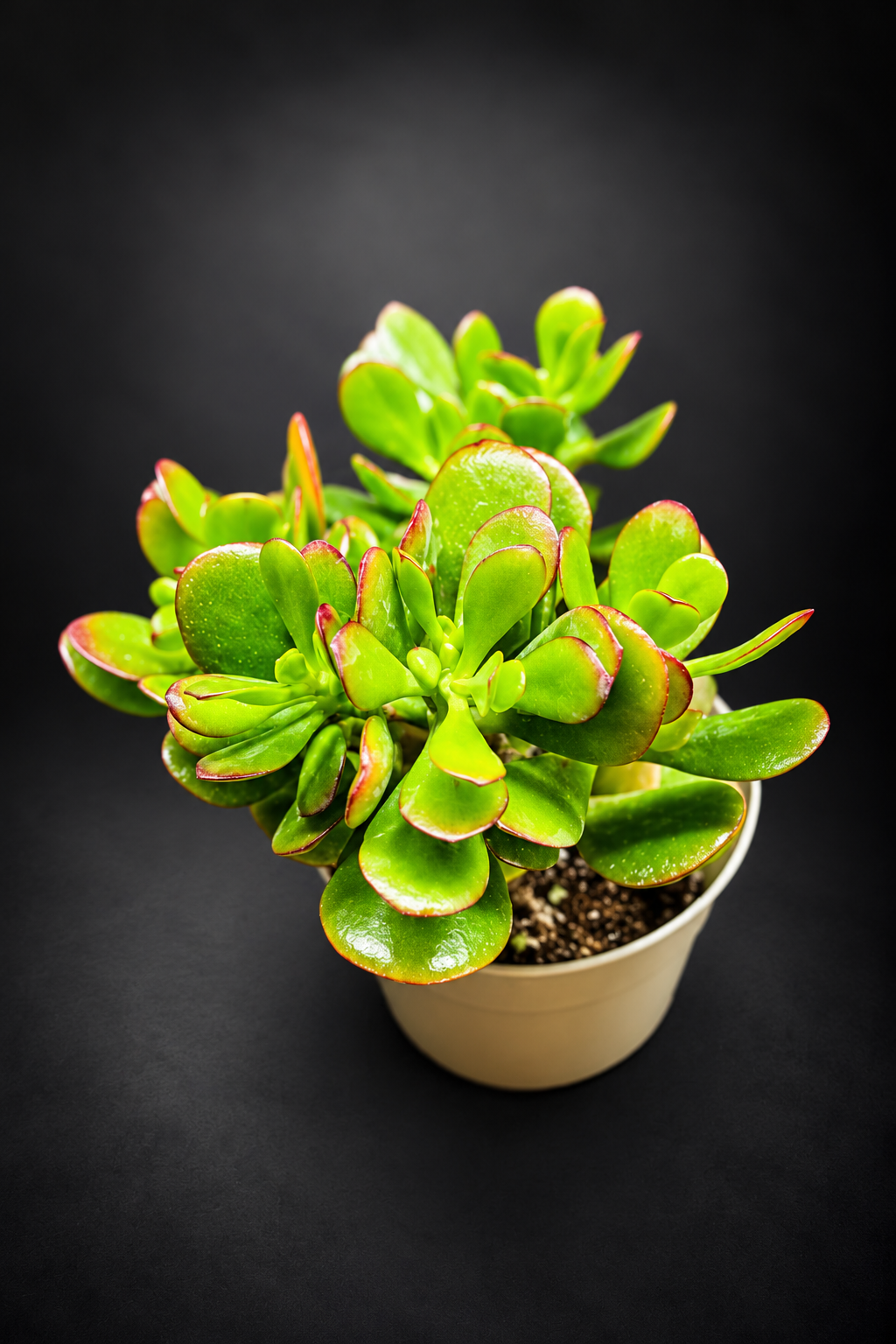 Crassula Ovata Sunset