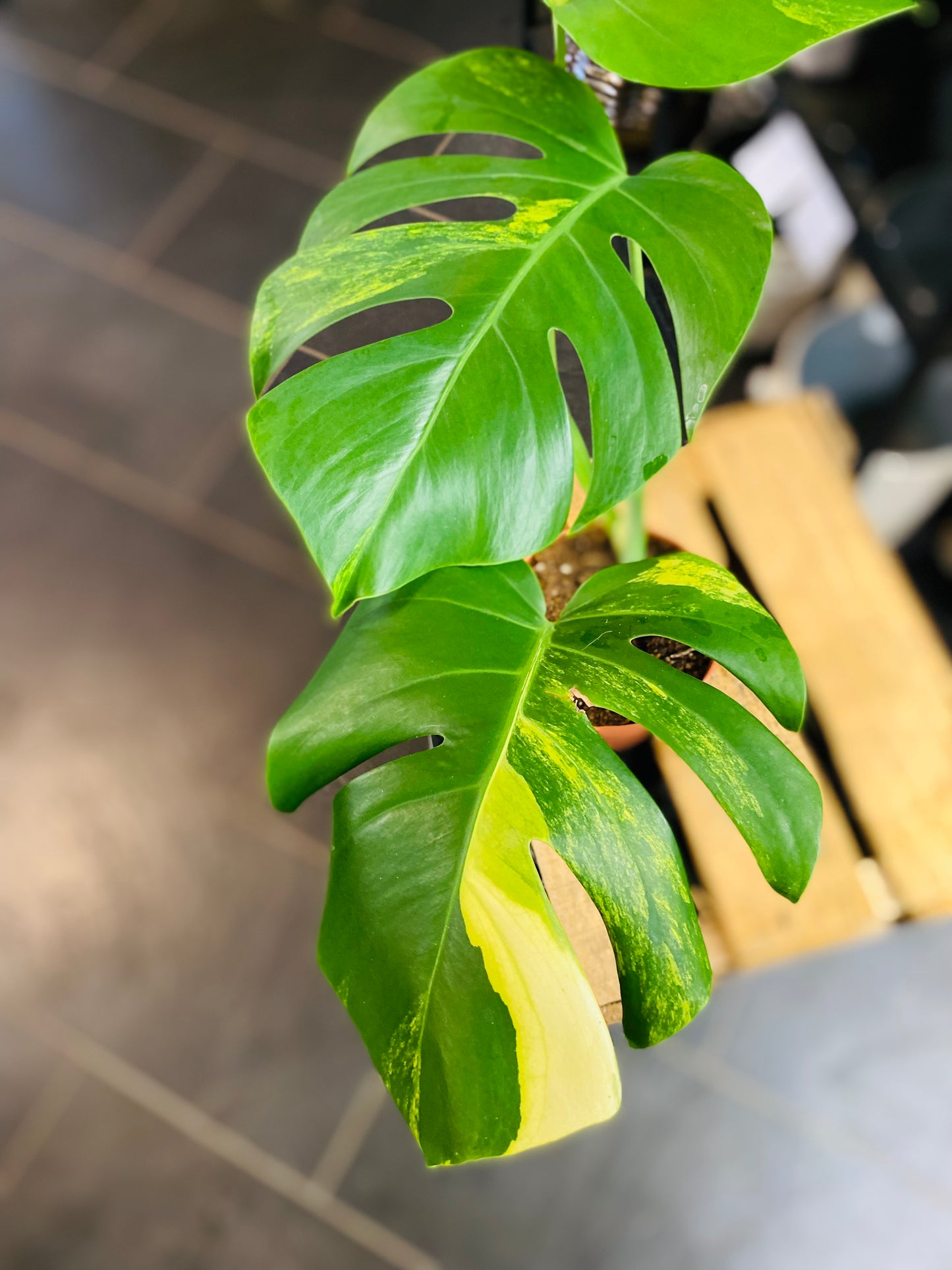 Monstera Aurea Variegata