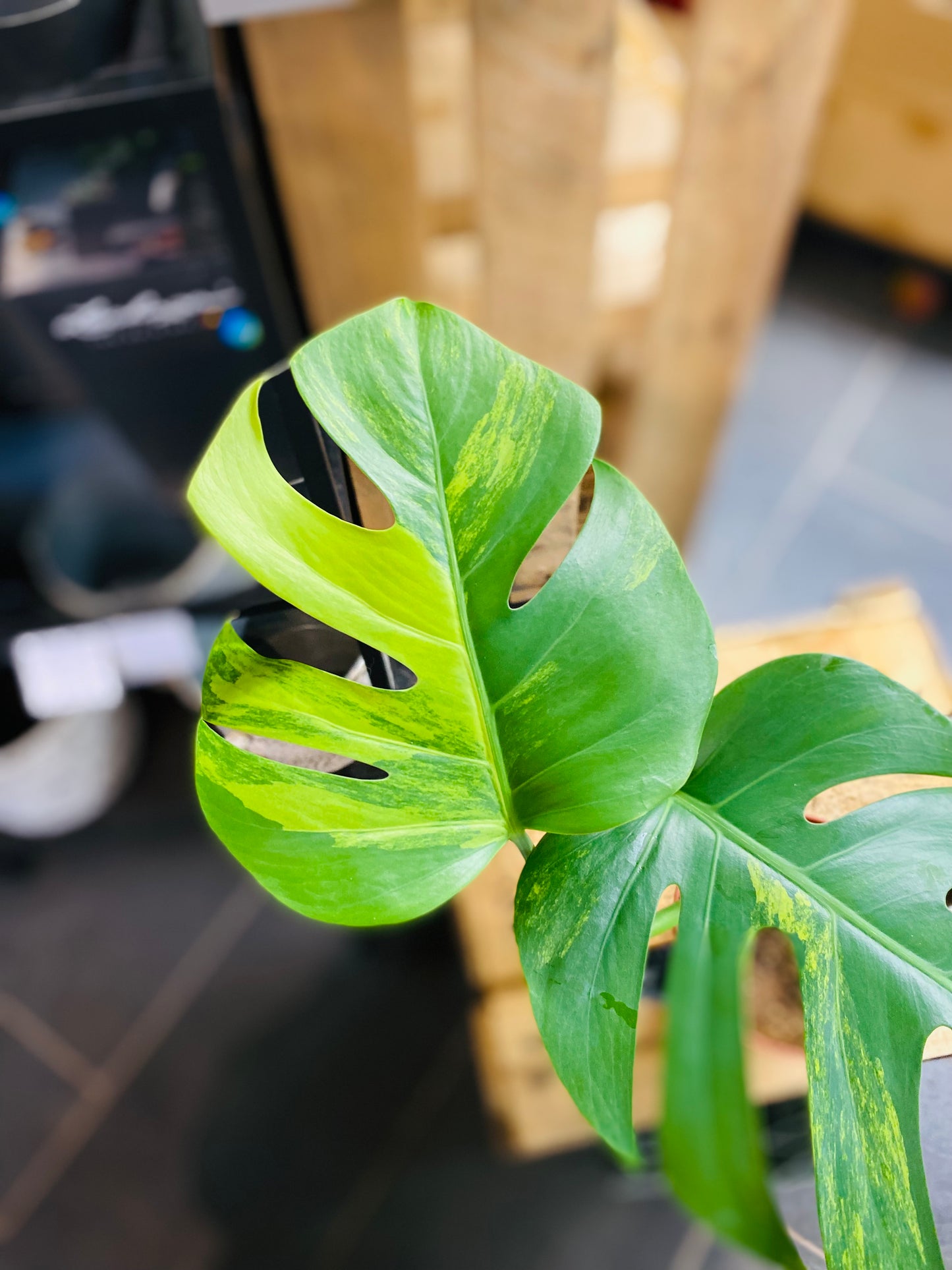Monstera Aurea Variegata