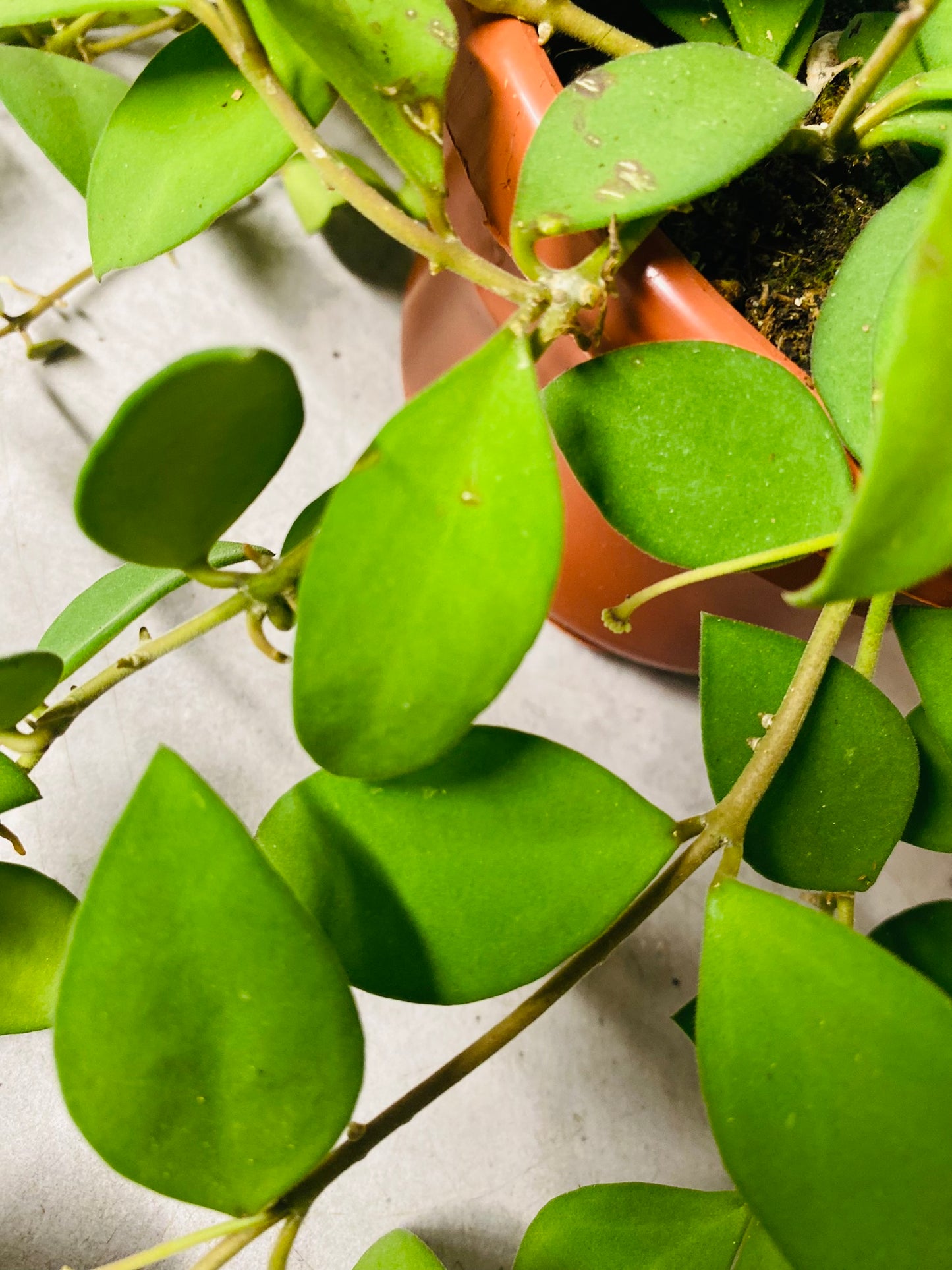 Hoya Nummularioides