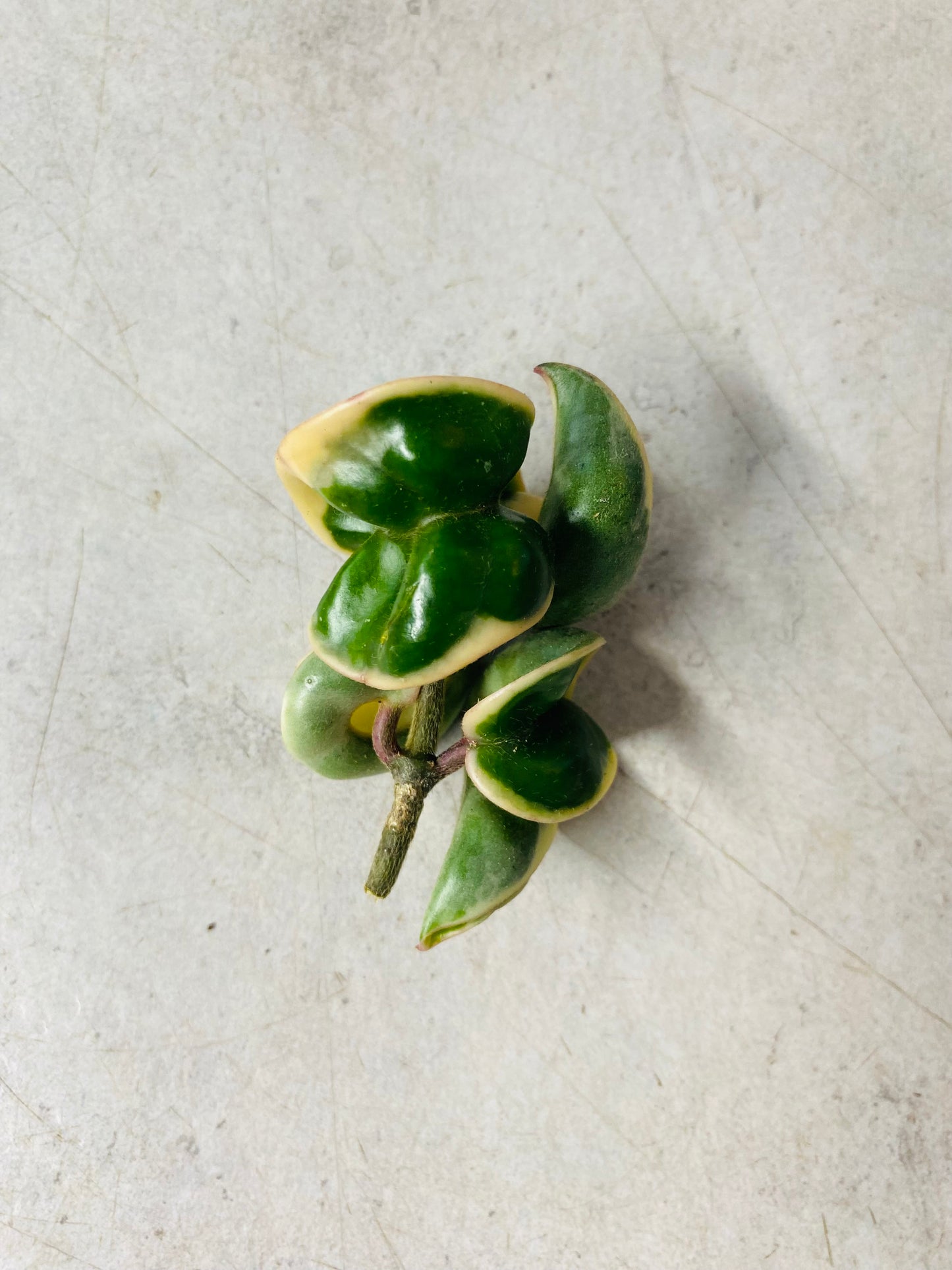 Hoya Compacta Variegata - stikling