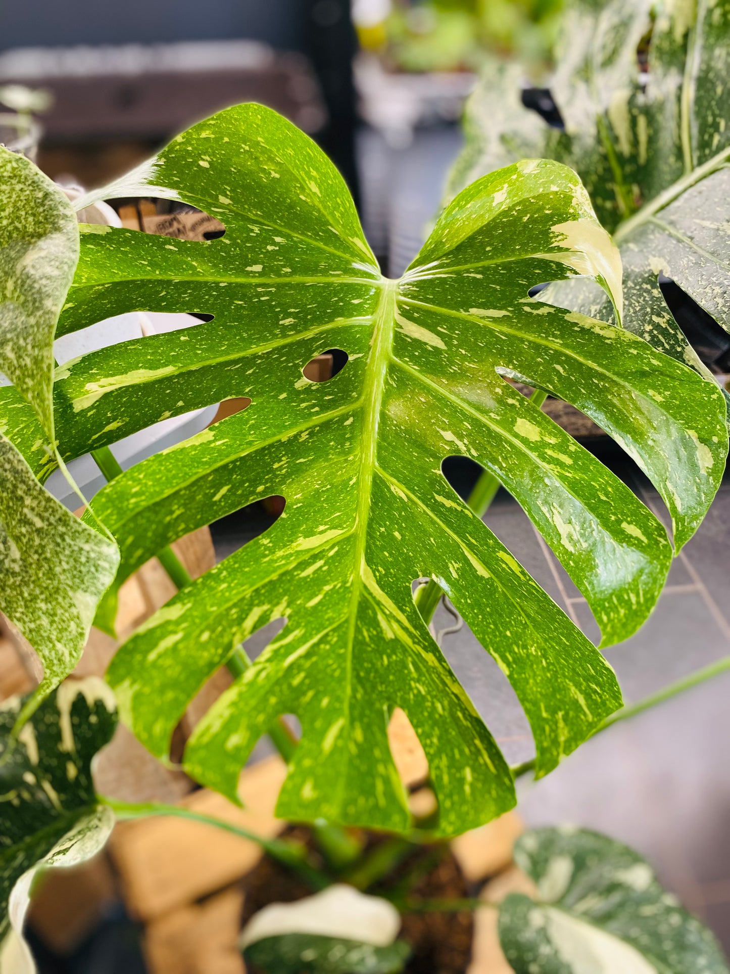 Monstera Thai Constellation - 70 cm høy