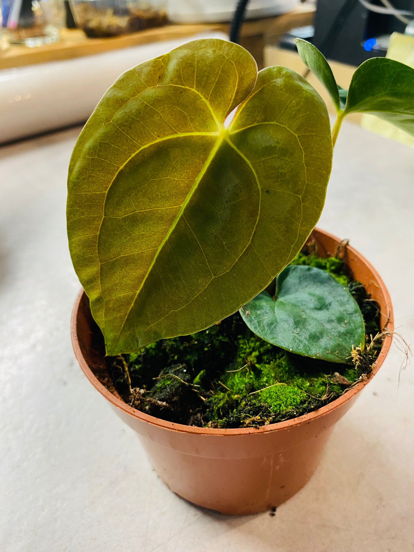 Anthurium Papillilaminum