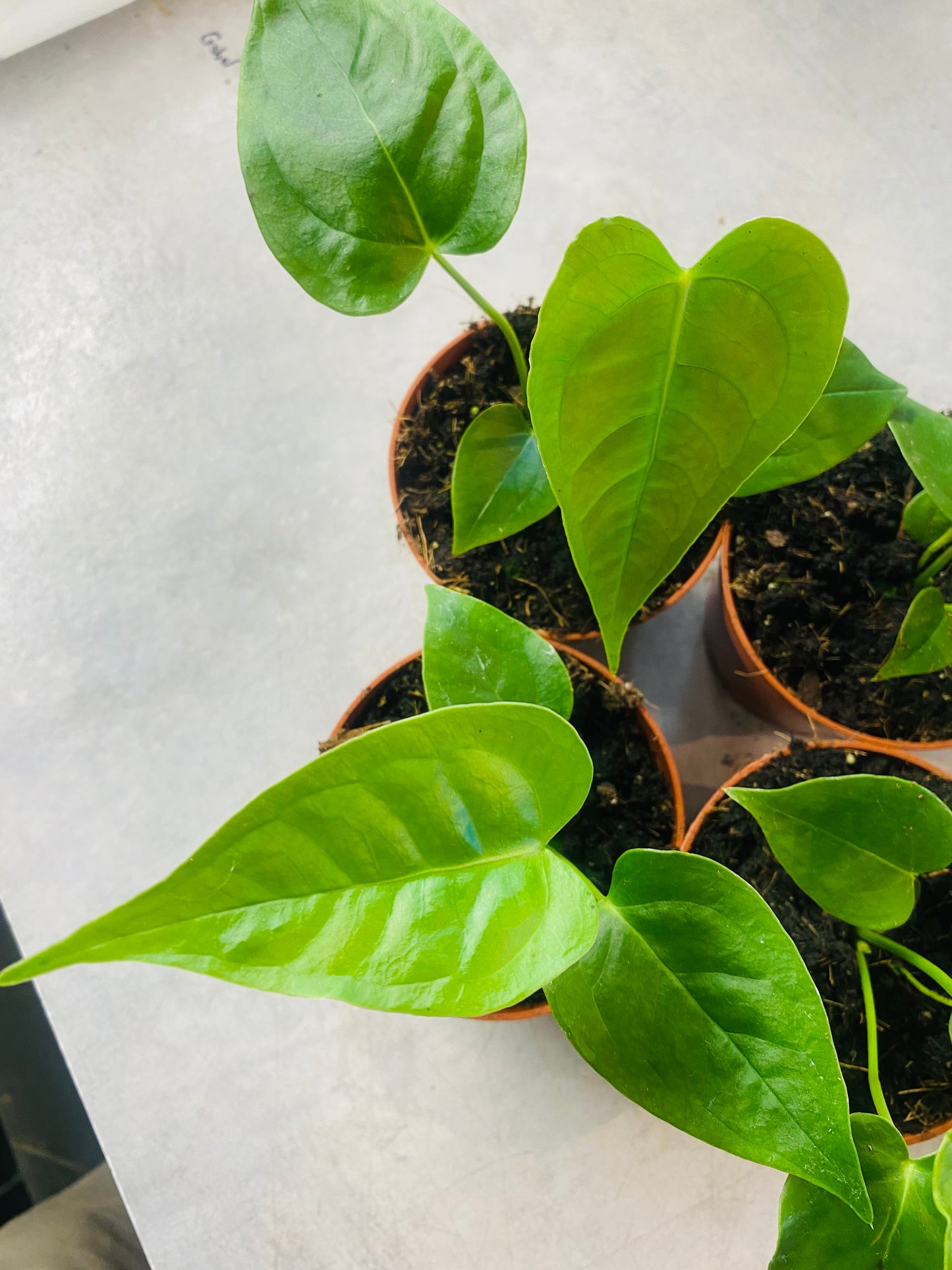 Anthurium Veitchii