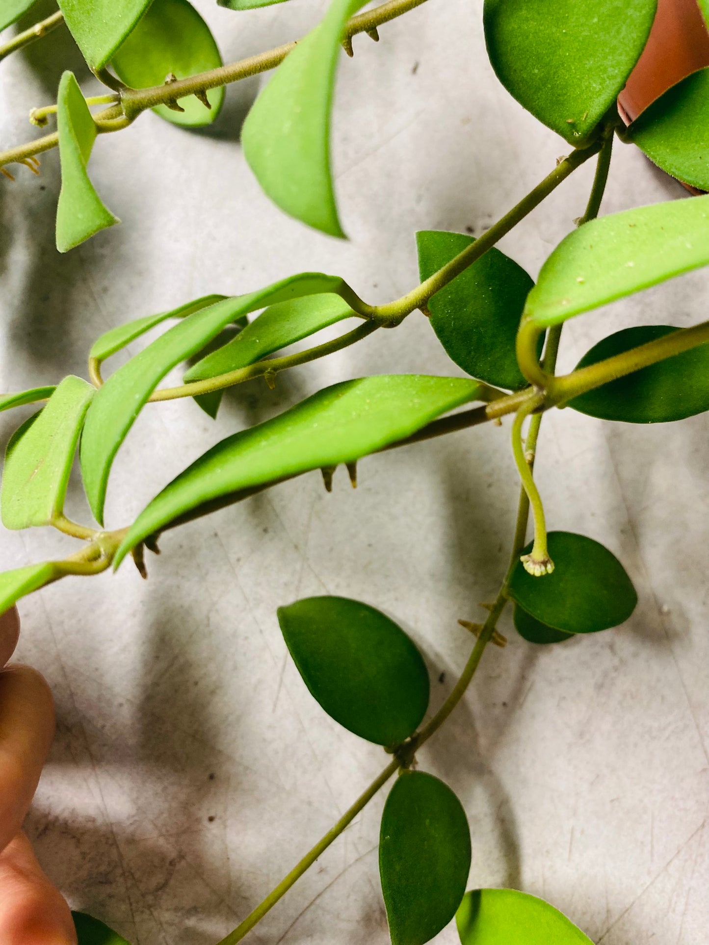 Hoya Nummularioides