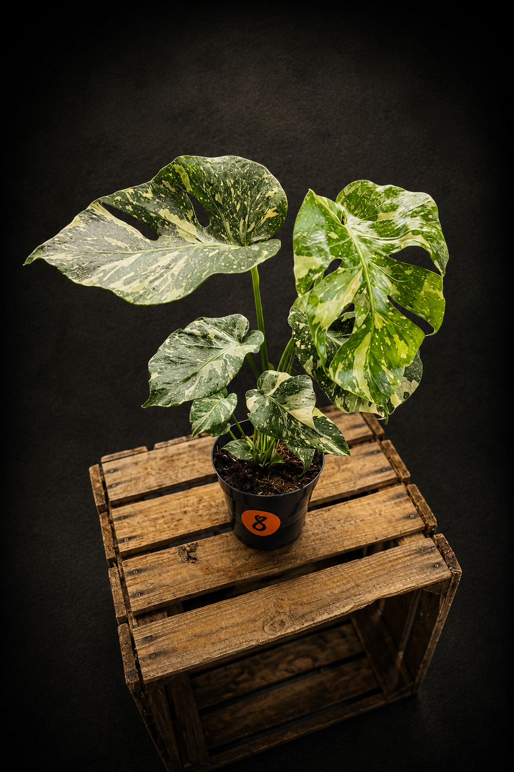 Monstera Thai Constellation - 8