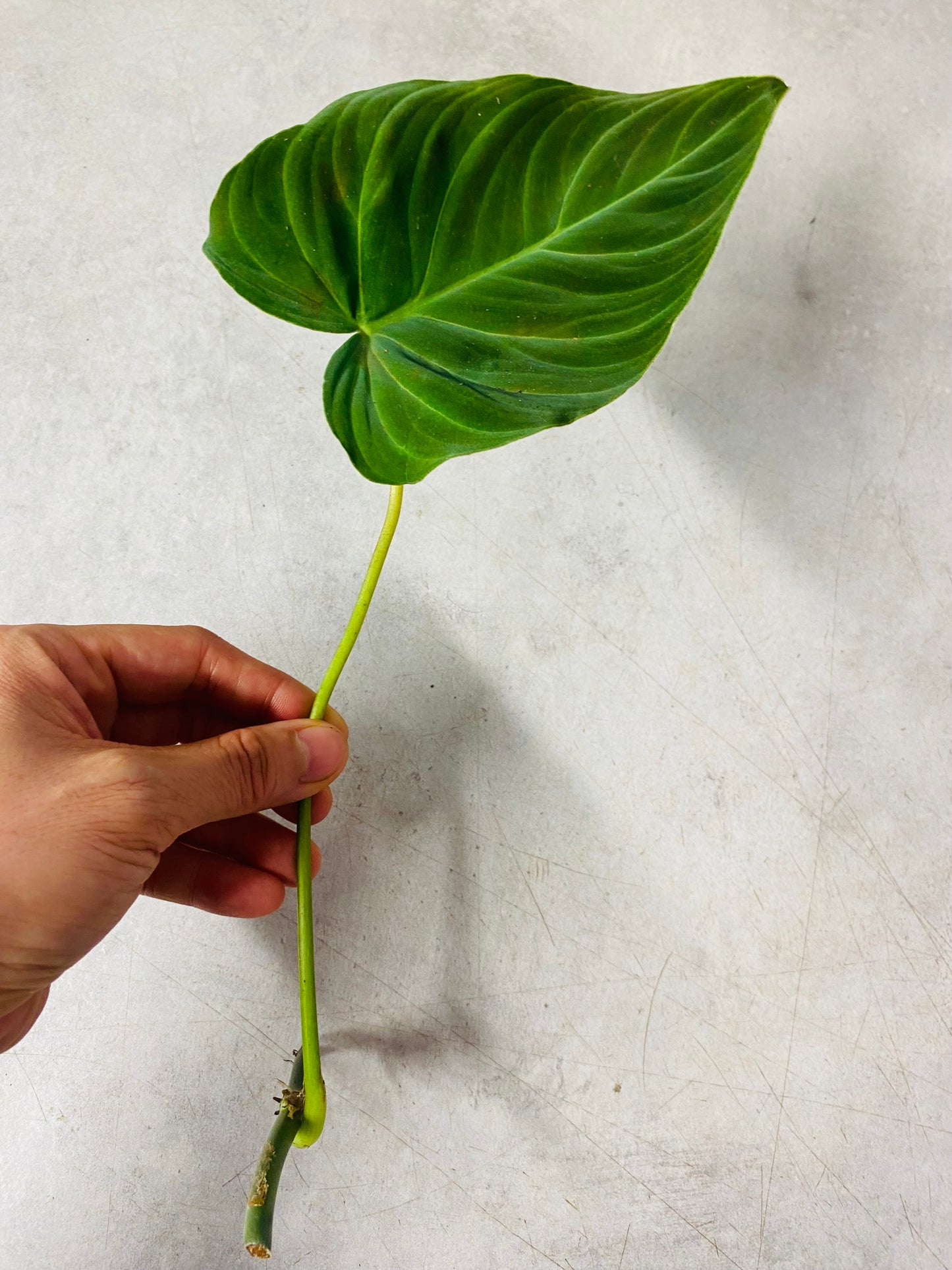 Philodendron Splendid - stikling