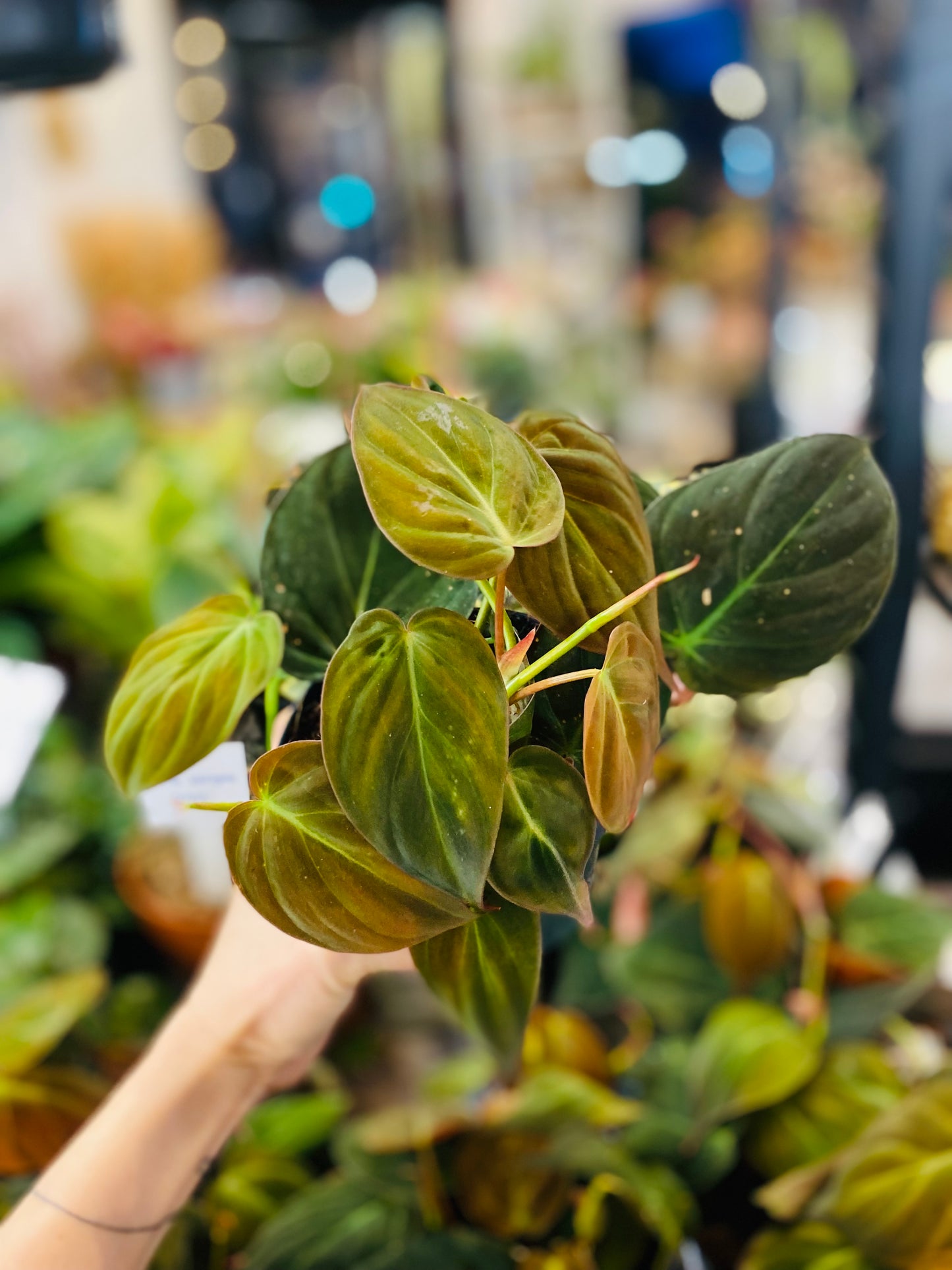 Philodendron Micans