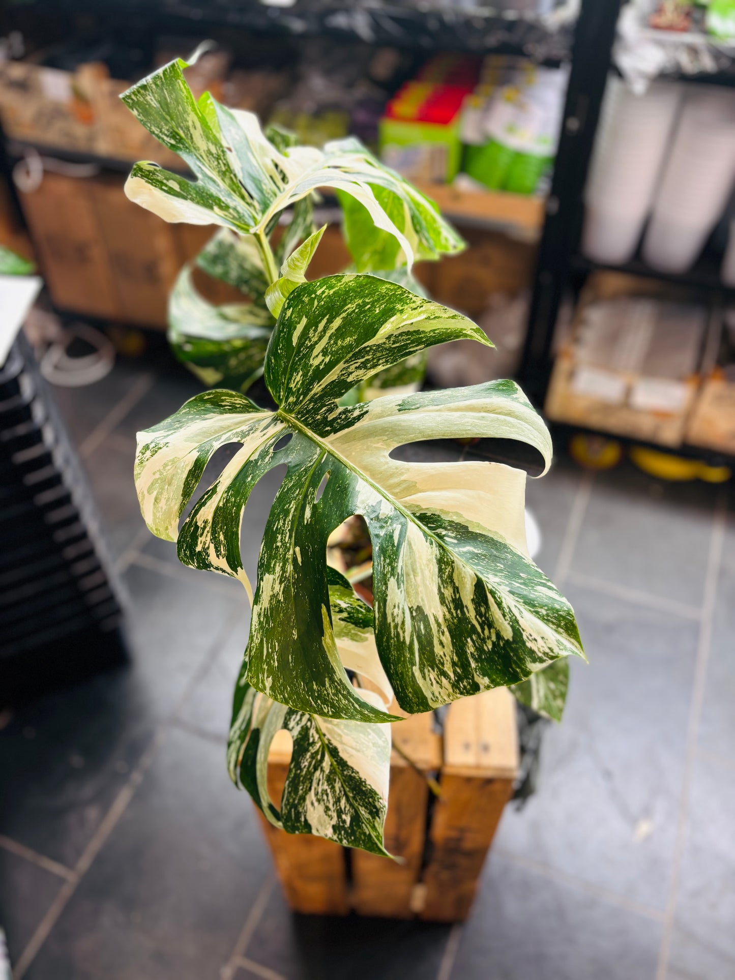 Monstera Variegata - Mye - 5