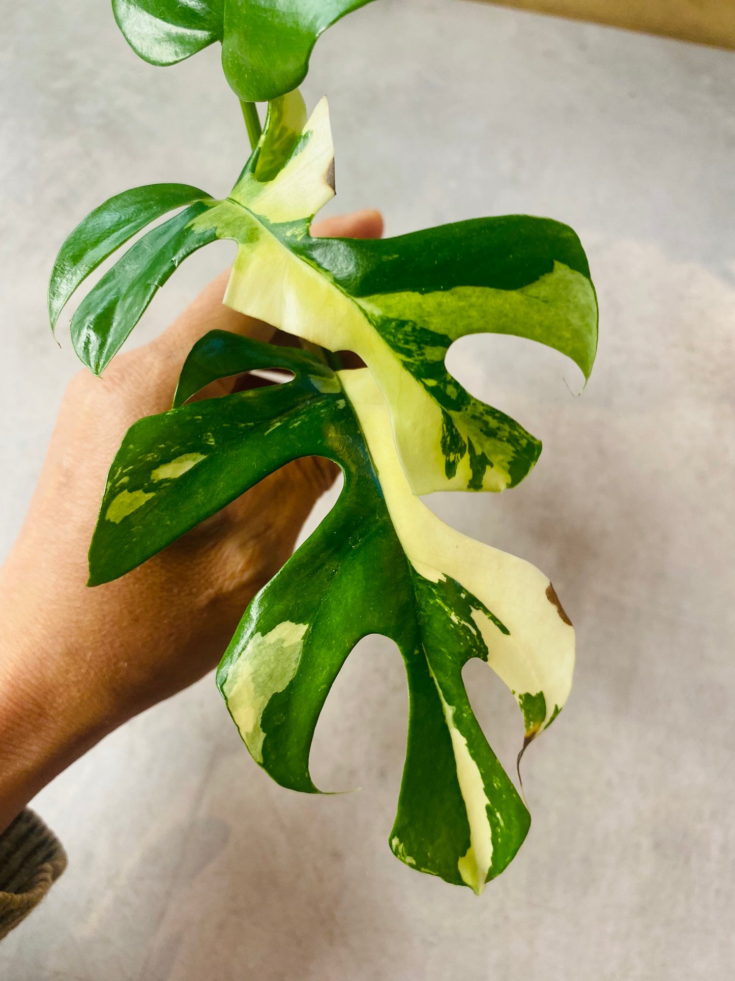 Rhaphidophora Tetrasperma Variegata - Stikling