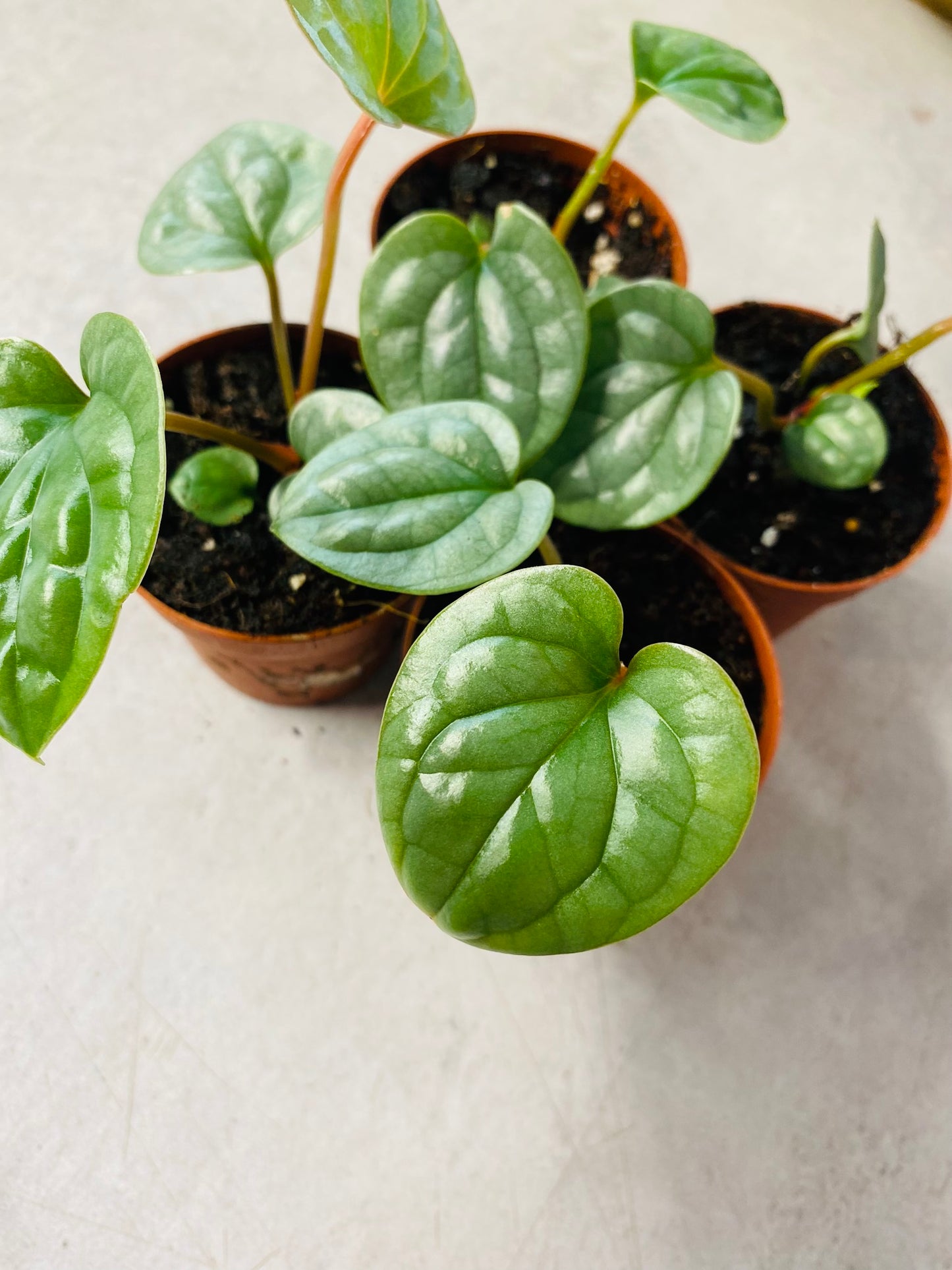Anthurium Luxurians