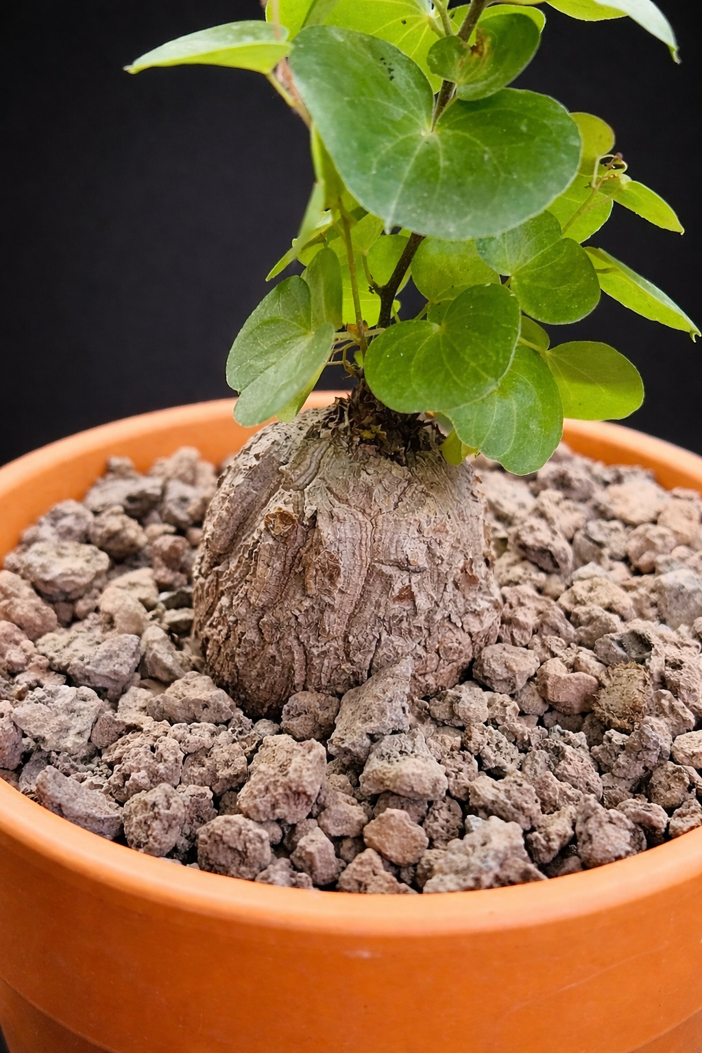 Dioscorea Elephantipes - 6