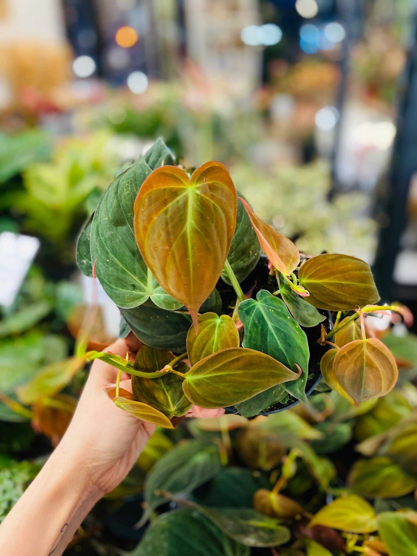 Philodendron Micans