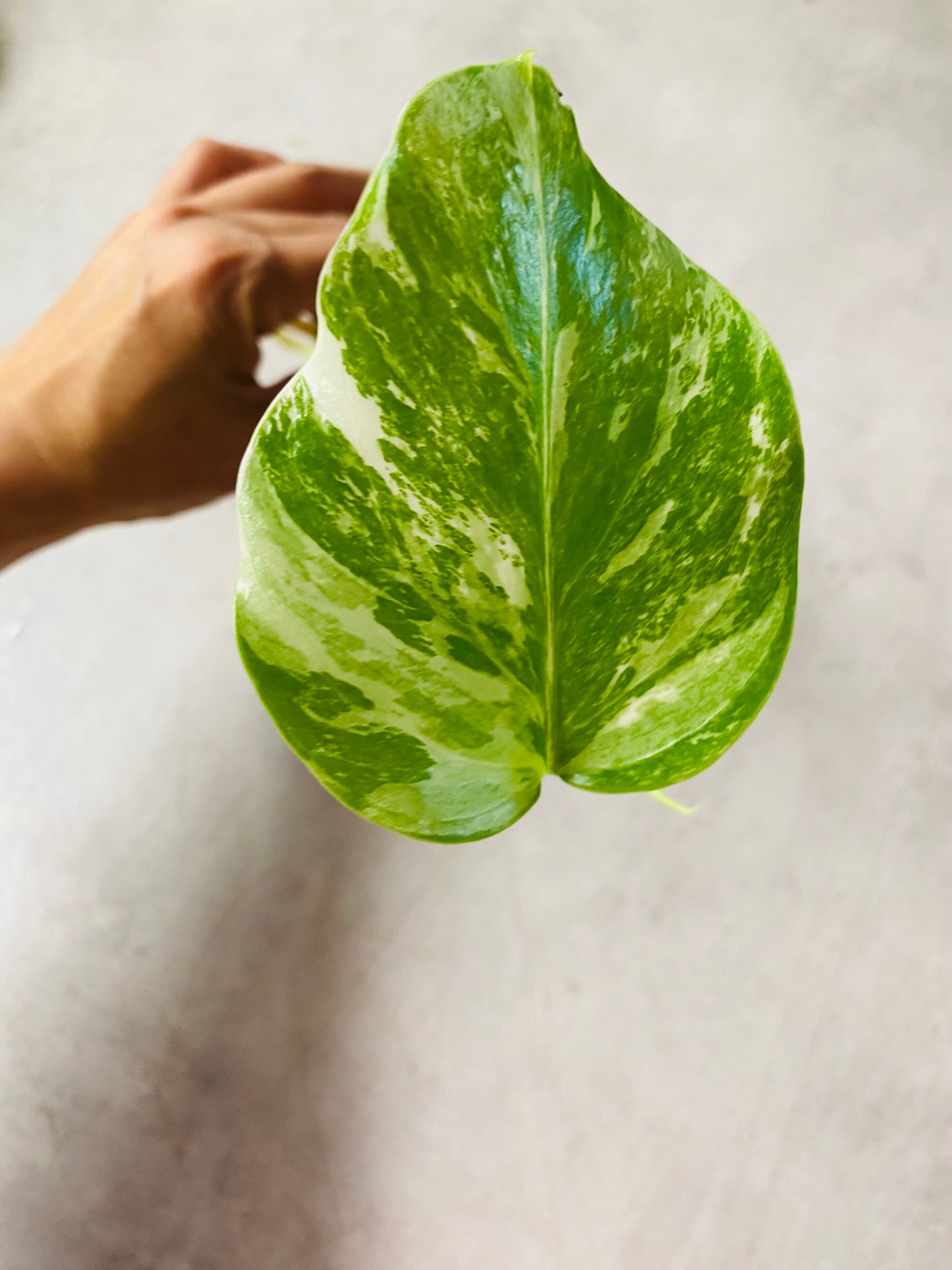 Monstera Variegata - Side Stikling