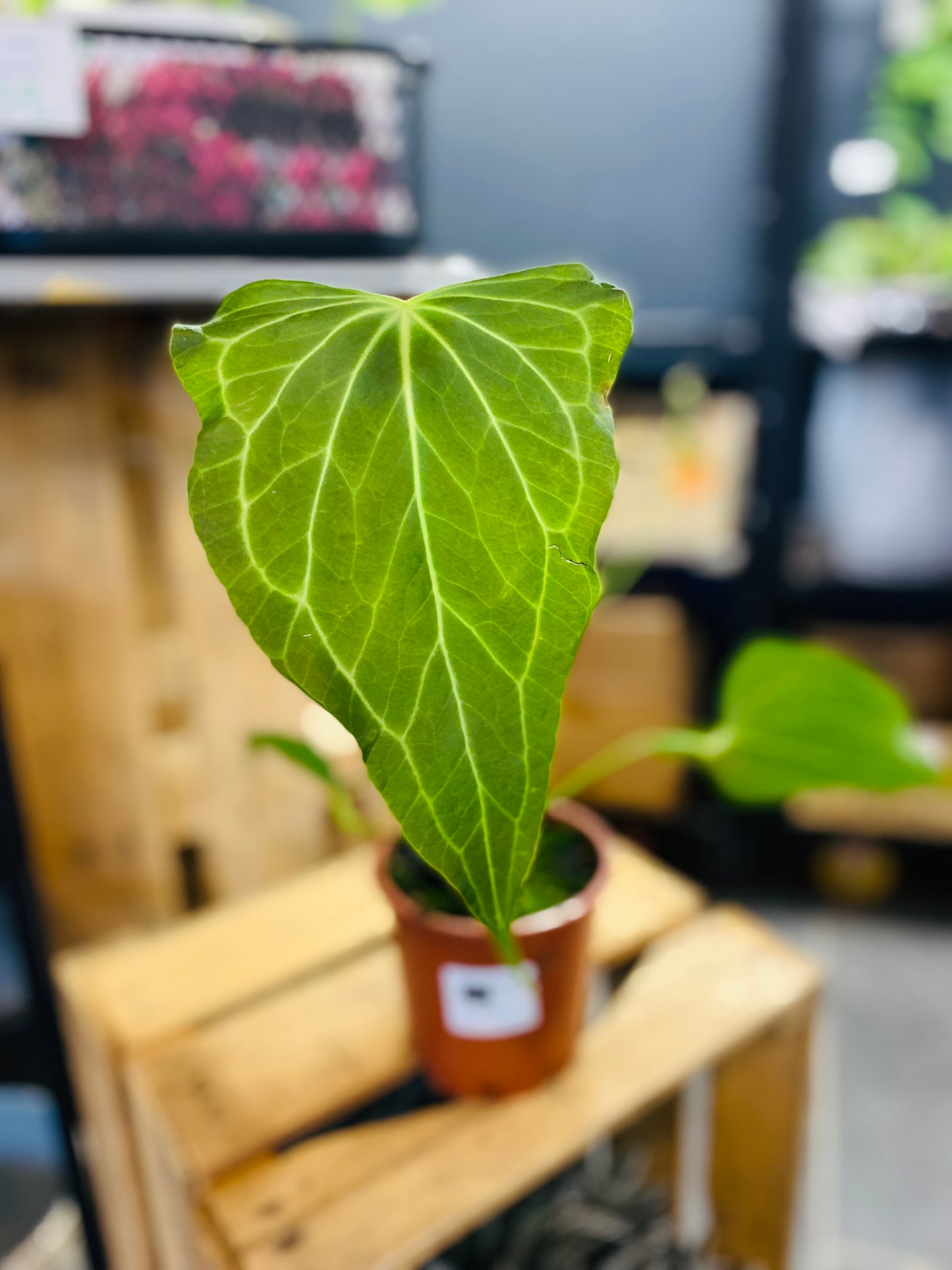 Anthurium Delta Force