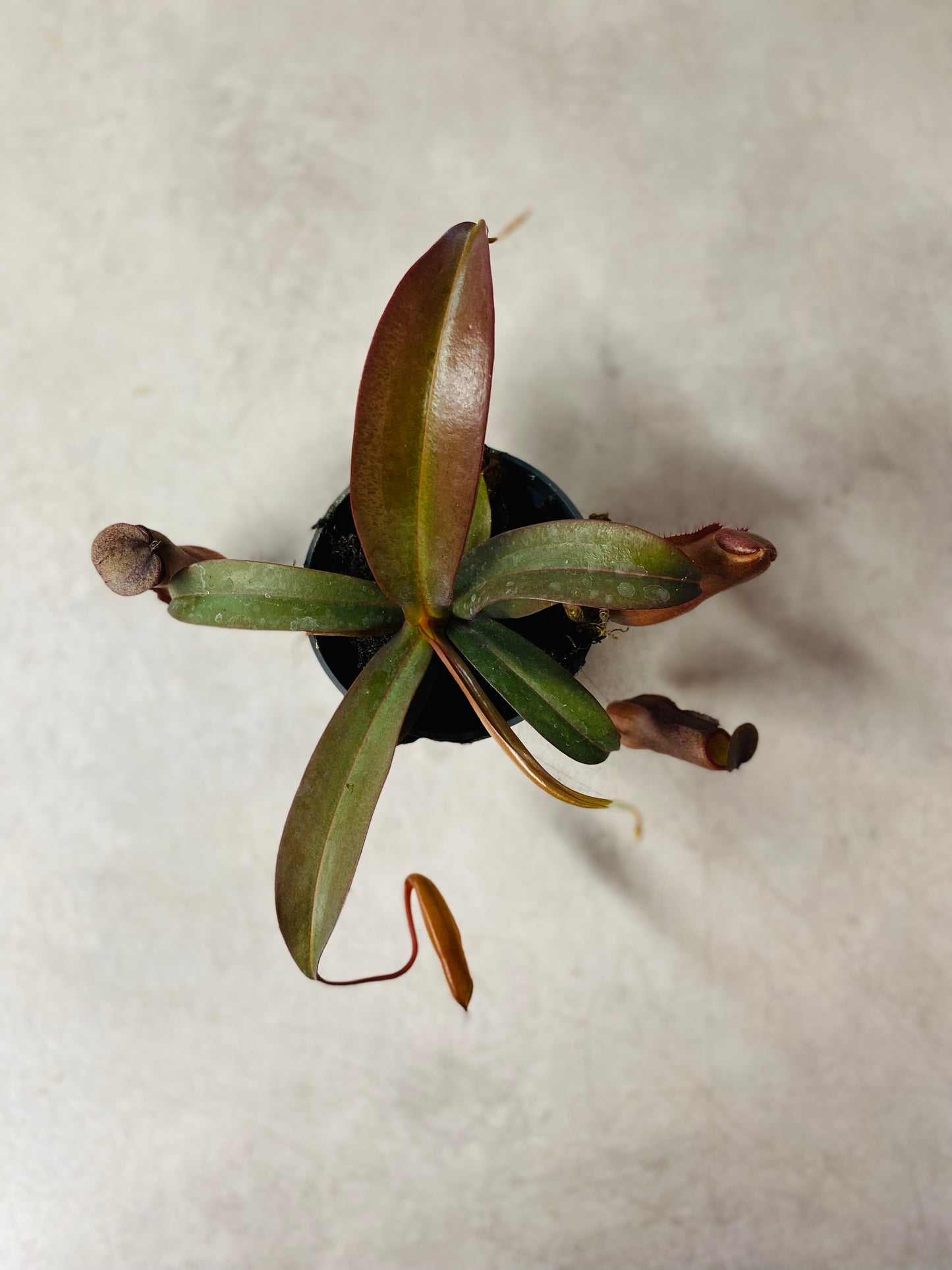 Nepenthes Mikei