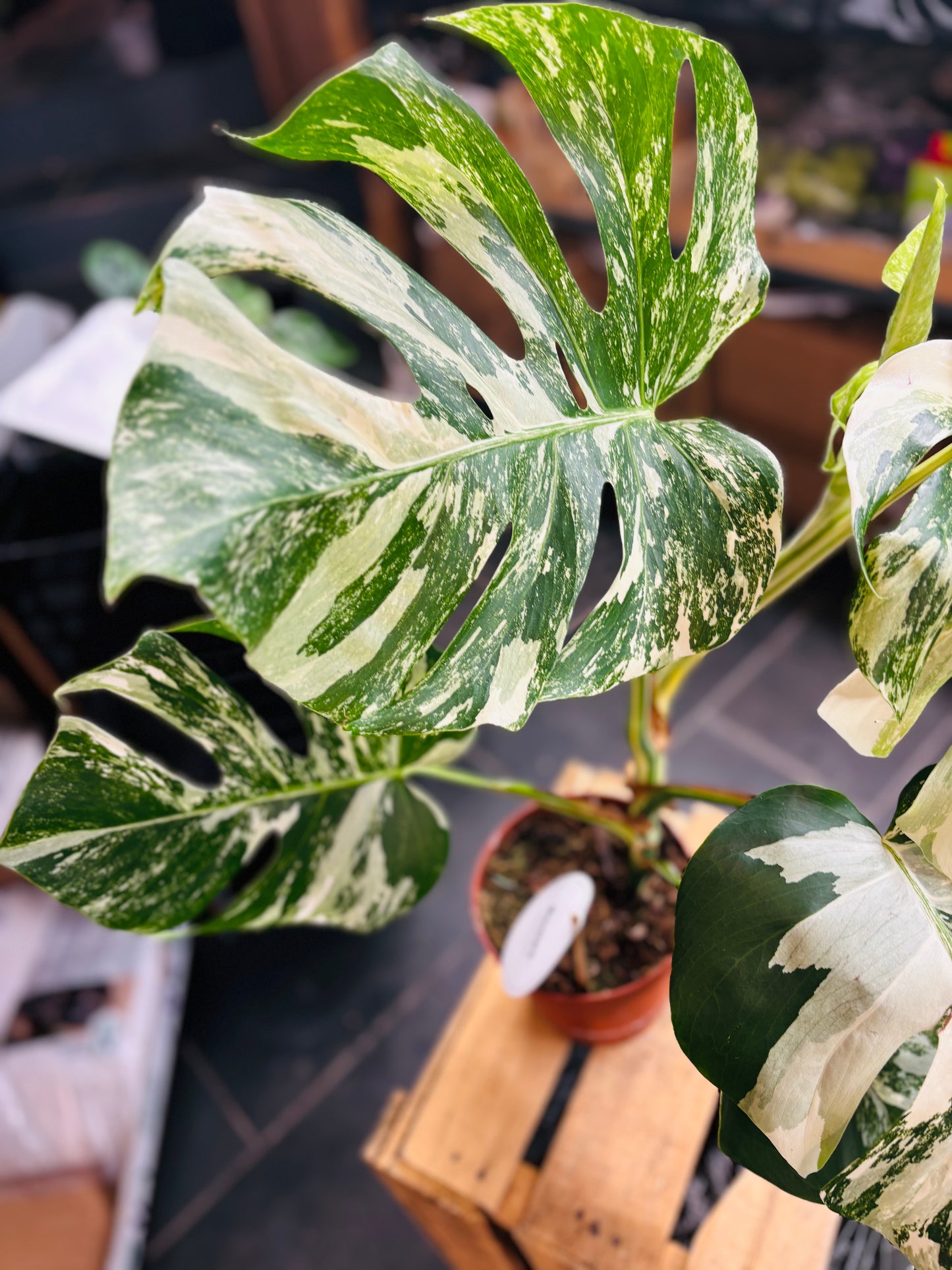 Monstera Variegata - Mye - 3
