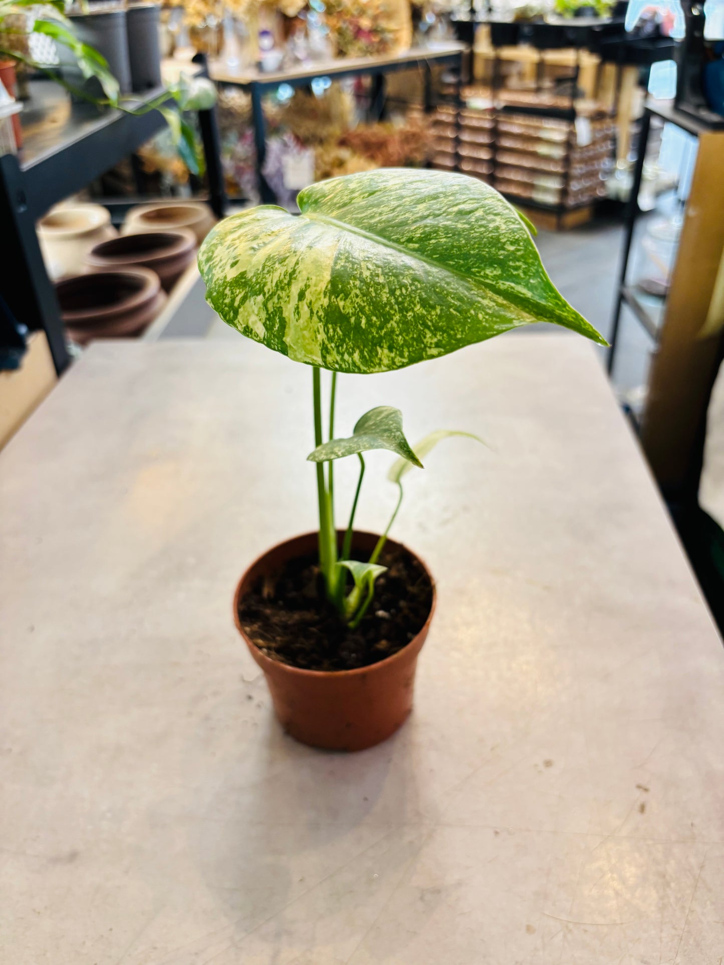 Monstera Mint - 4