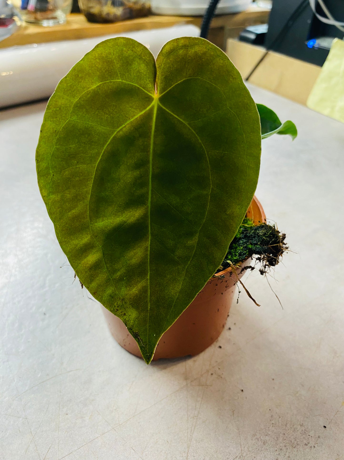 Anthurium Papillilaminum
