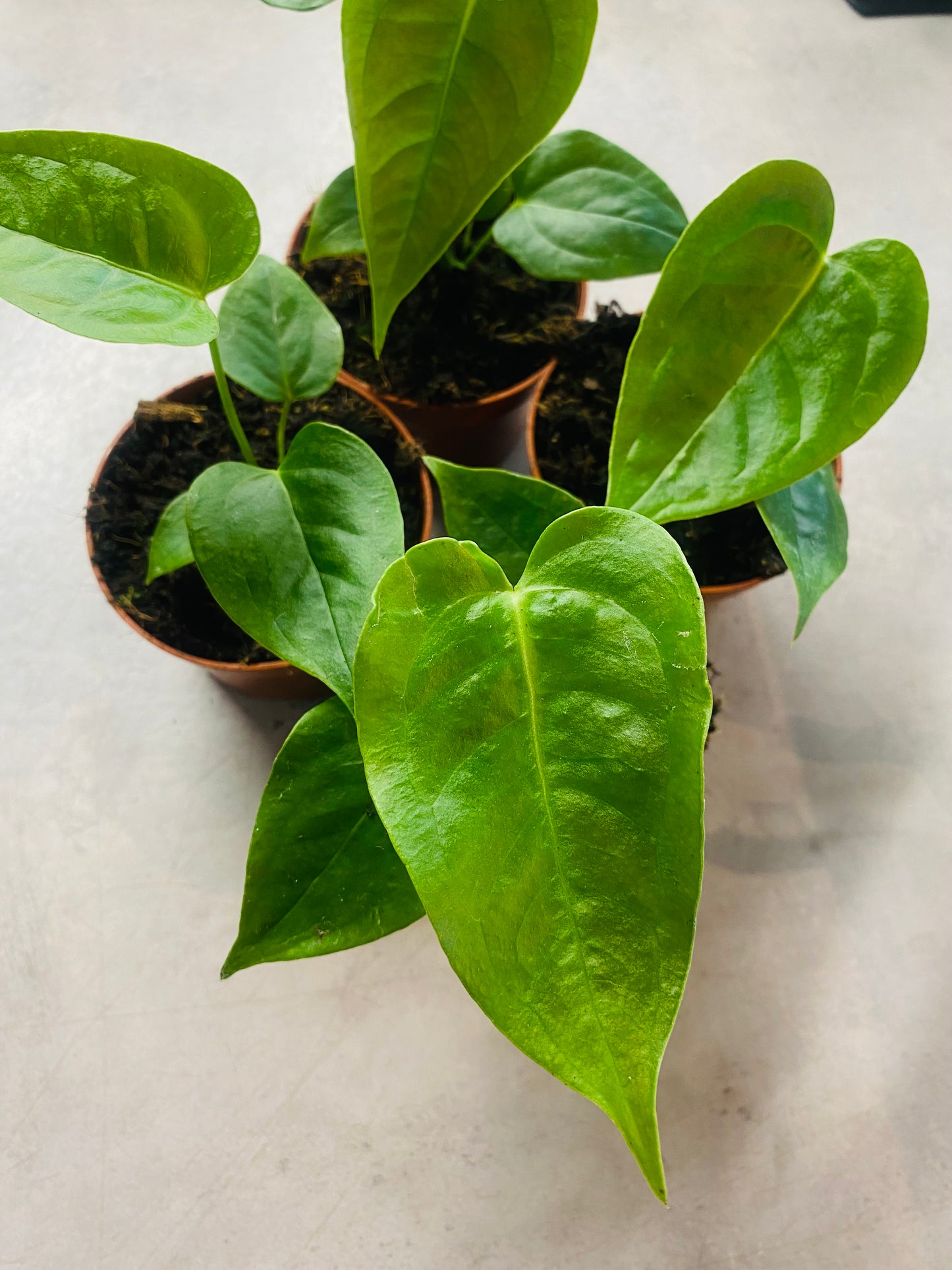 Anthurium Veitchii