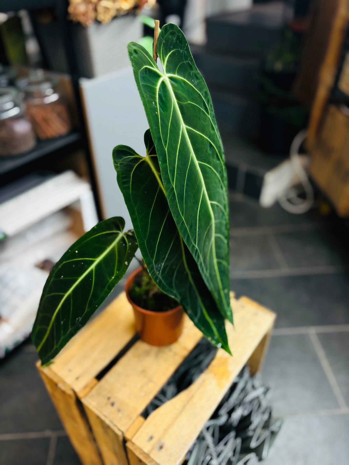 Anthurium Warocqueanum - 12 cm potte