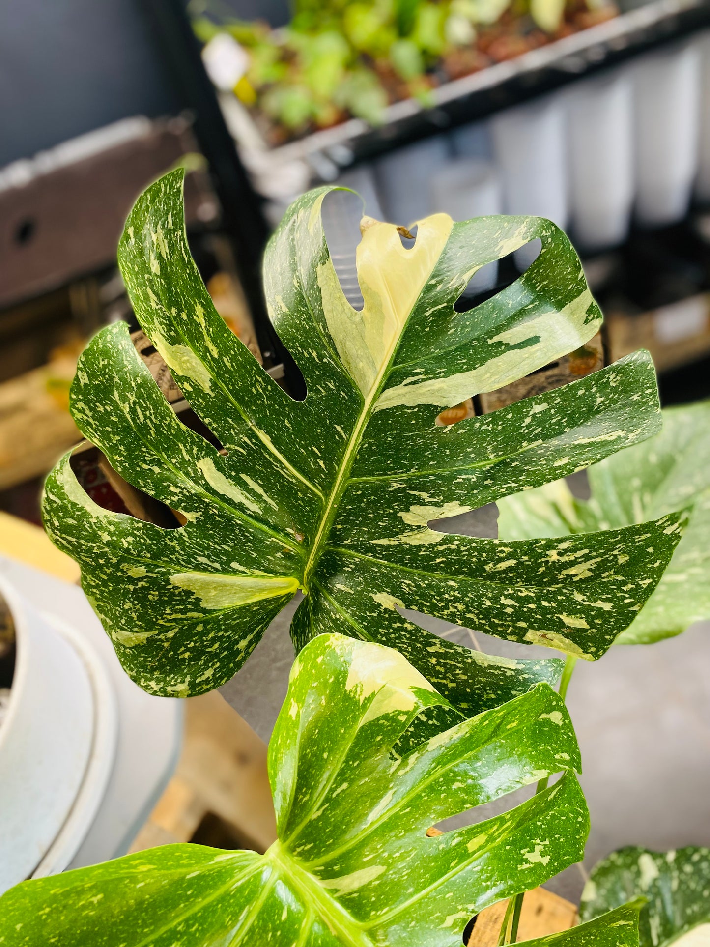 Monstera Thai Constellation - 70 cm høy