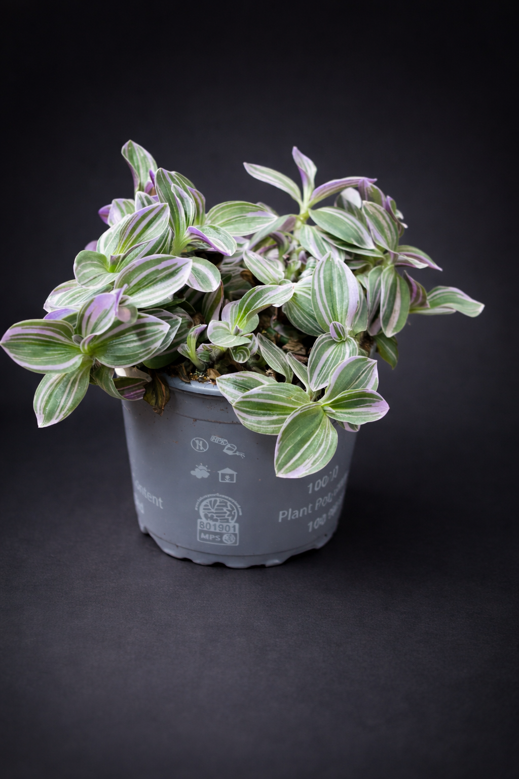 Tradescantia Sweetness