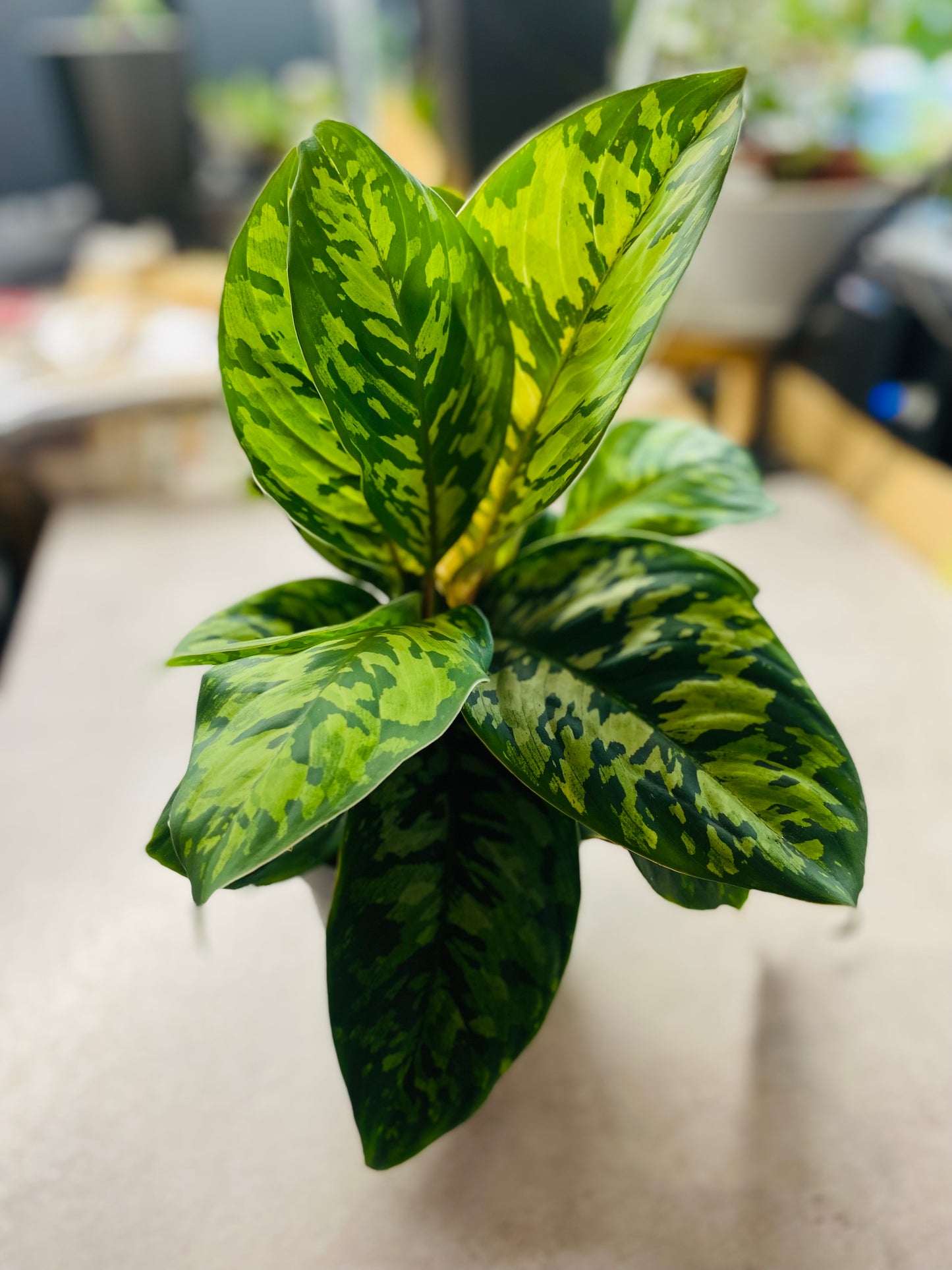 Homalomena Camouflage