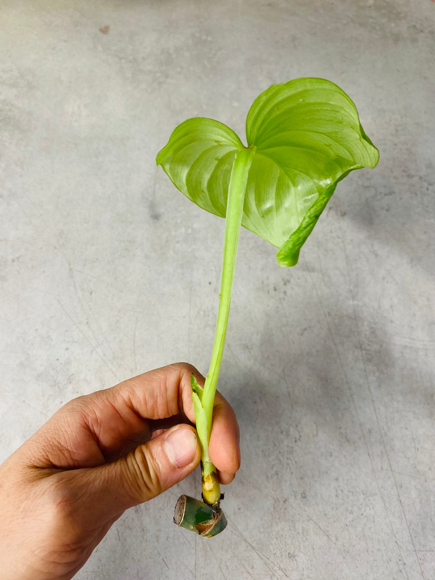 Philodendron Mamei - Stikling