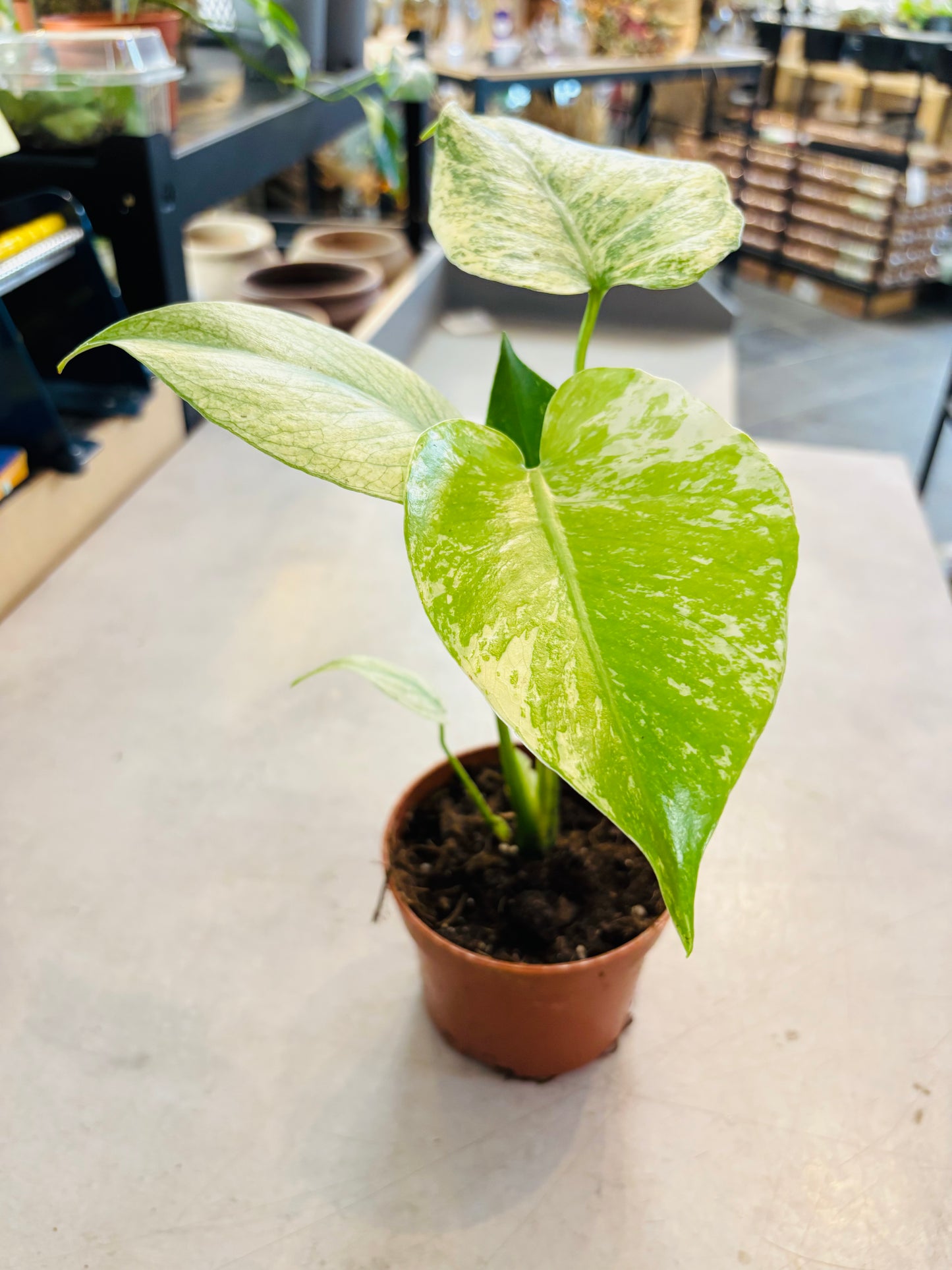 Monstera Mint - 3