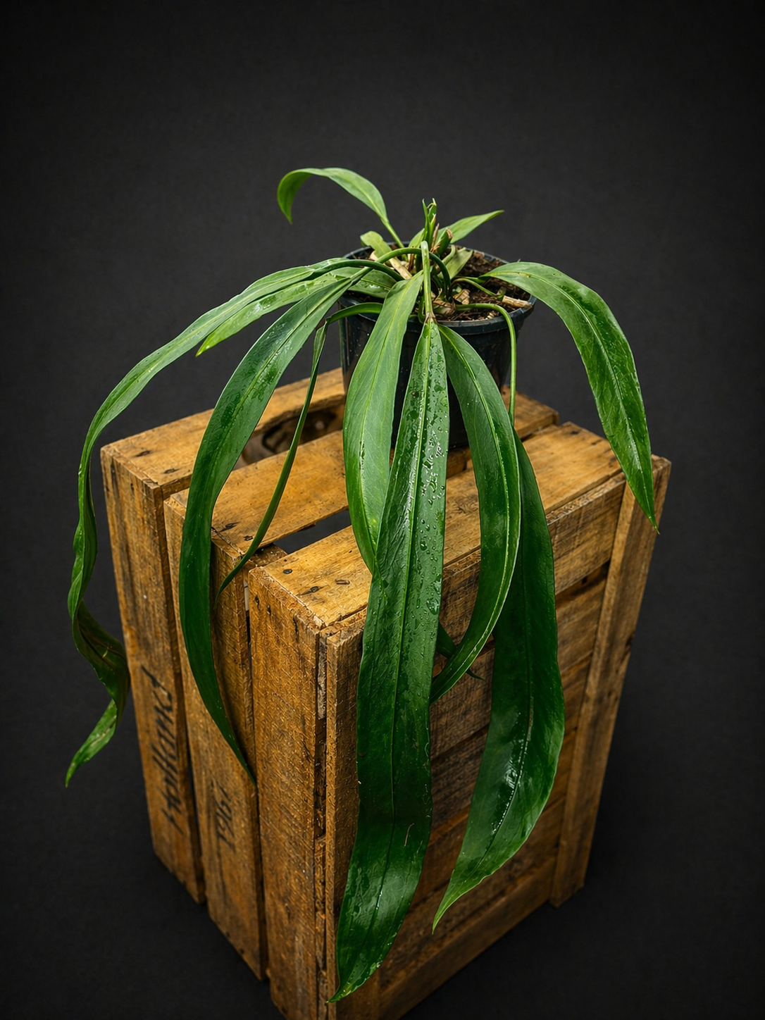 Anthurium Vittarifolium