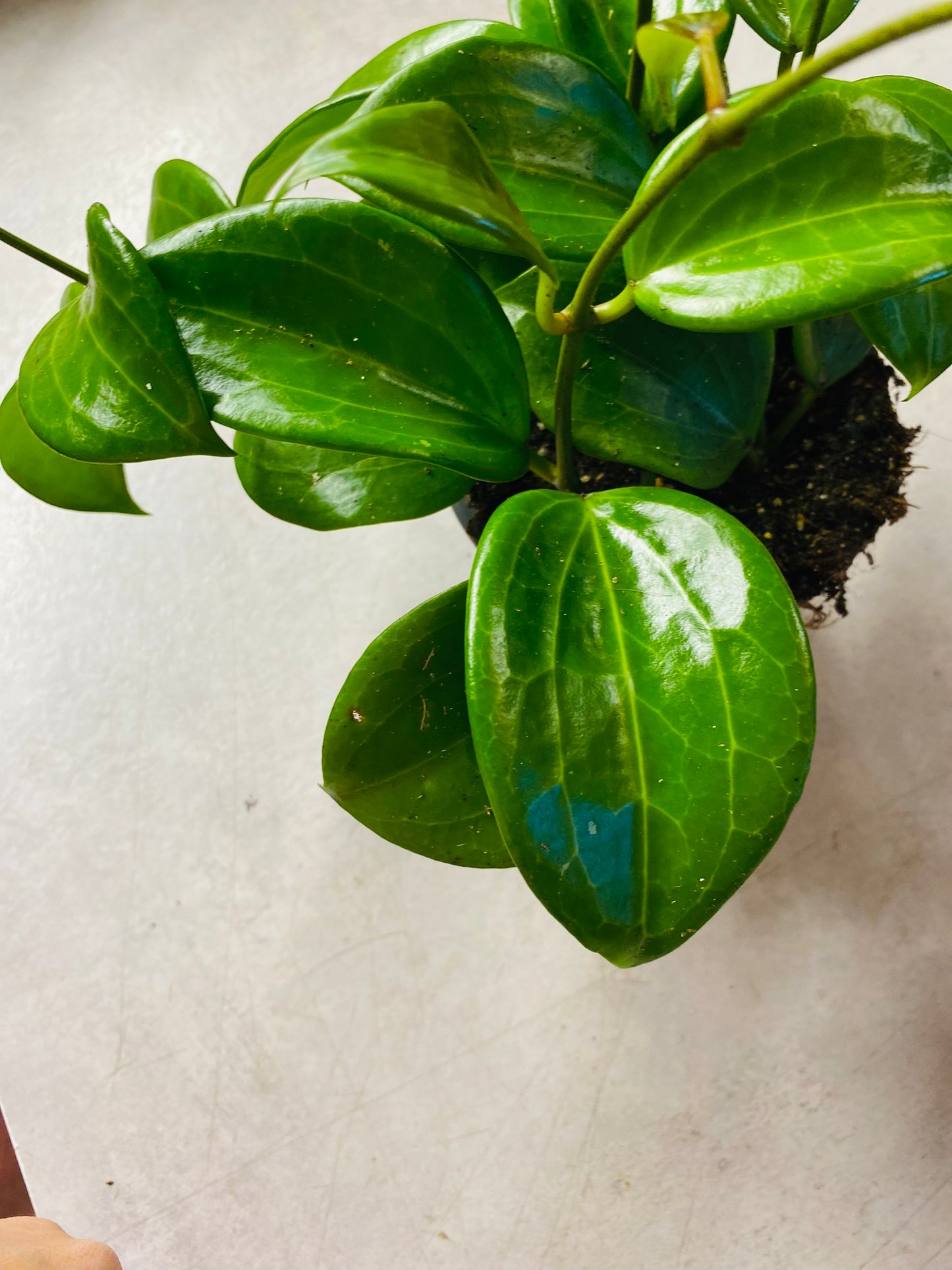 Hoya Quinquenervia